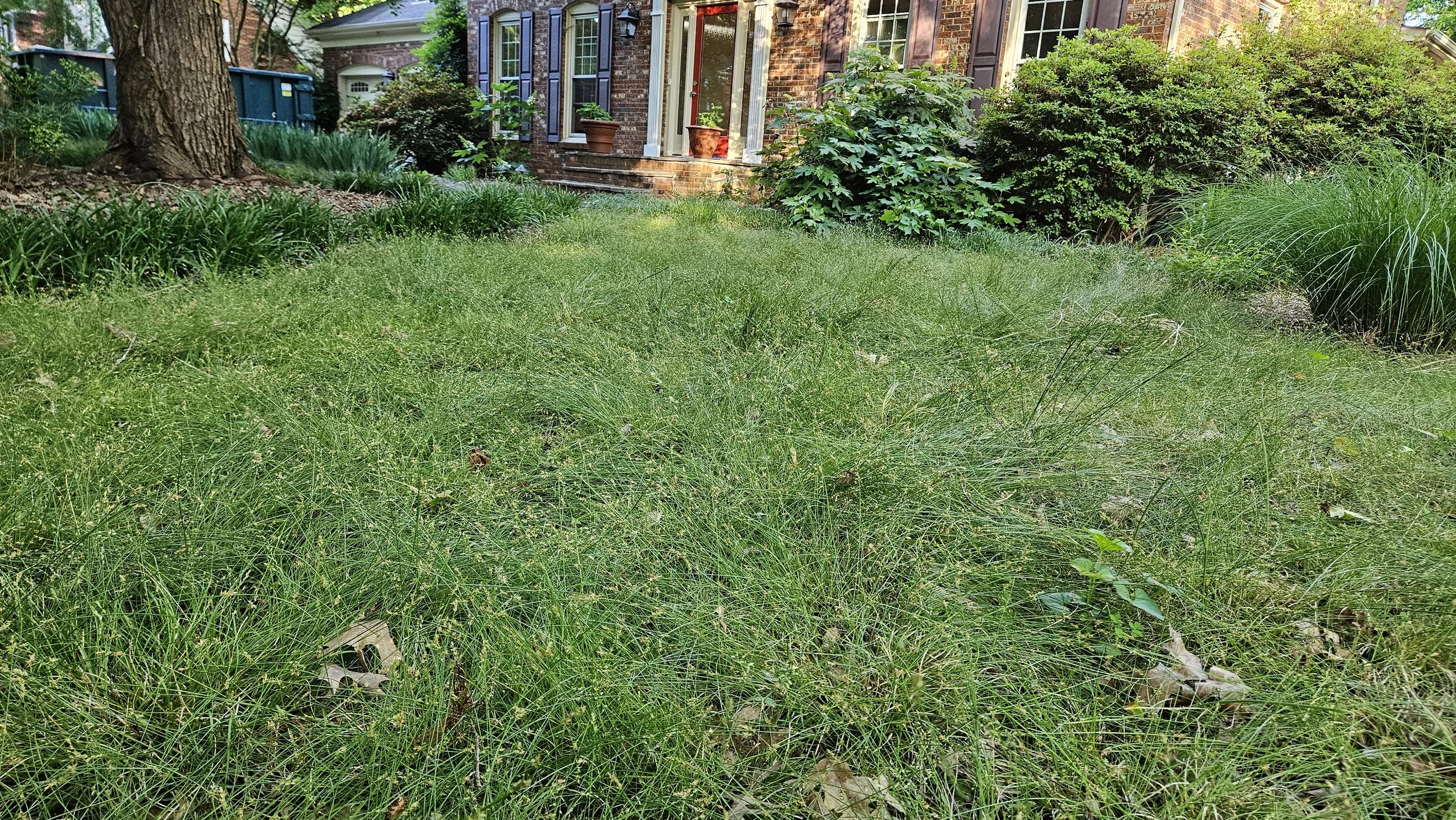 Shade and drought tolerant no mow lawn alternative. Less compaction, CO2 emissions and increased water absorption.