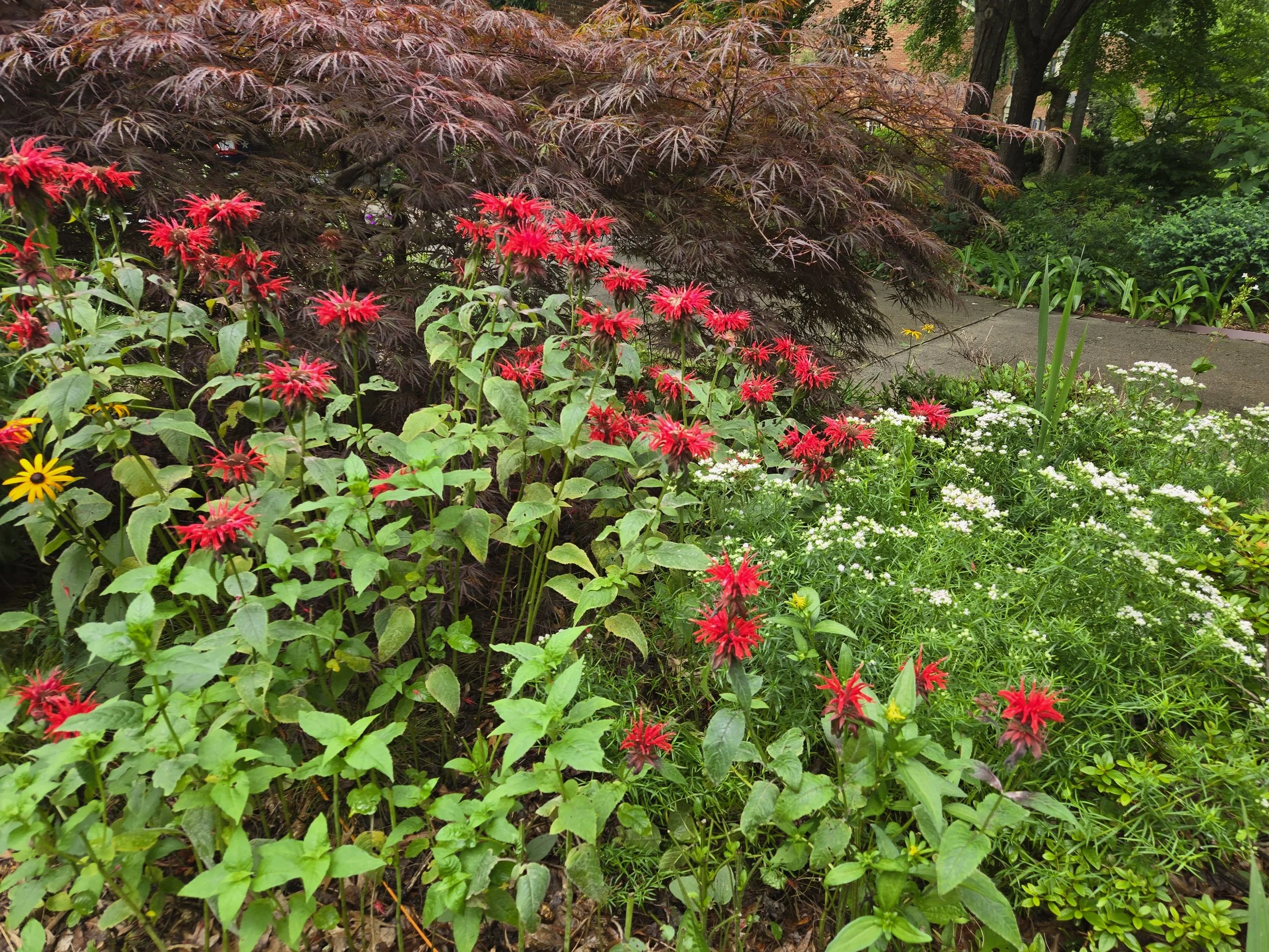 Red Bee Balm and Narrow Leaf Mountain Mint - beautiful and highly deer resistant