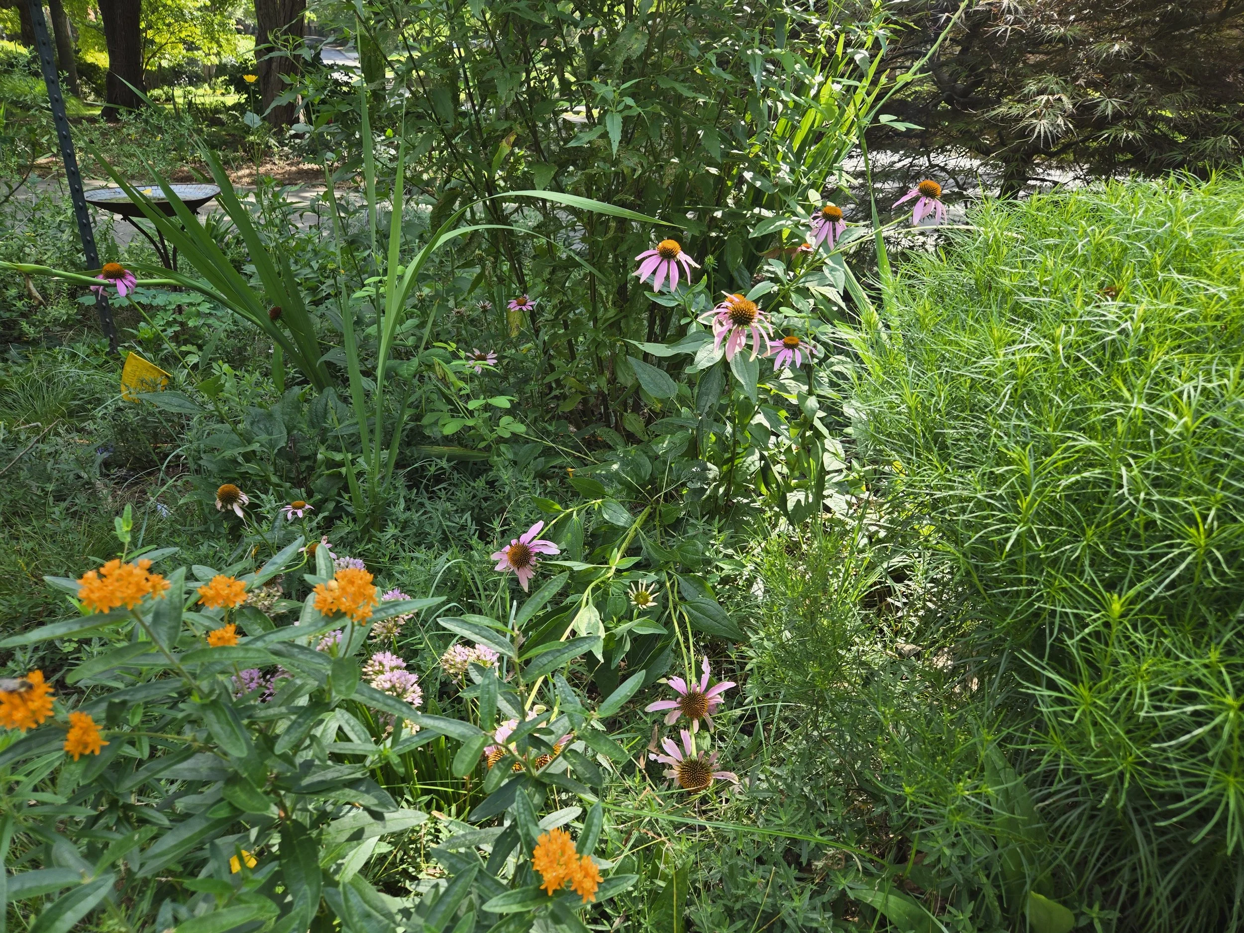Butterflyweed, Alliums and Ironweed provide beauty and act as barrier for less deer resistant plants in middle of planting