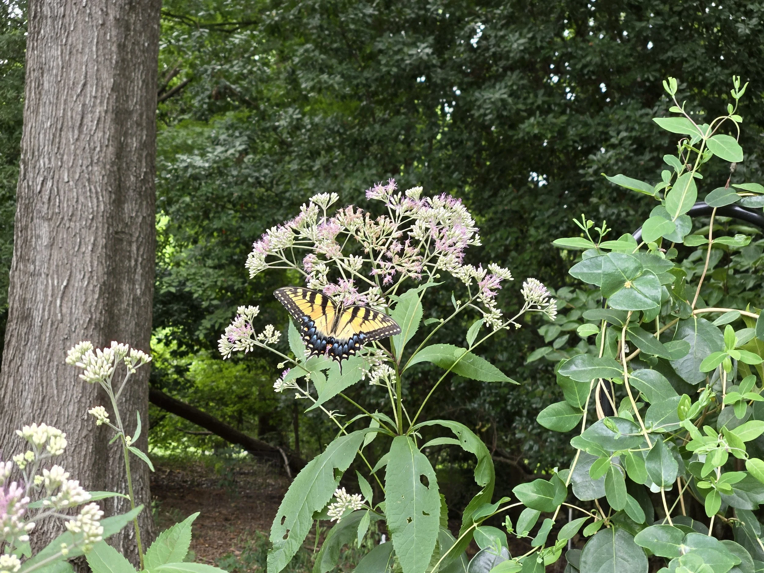 A yellow and black butterfly perched on pink and white flowers among green leaves, with a large tree trunk and dense foliage in the background.