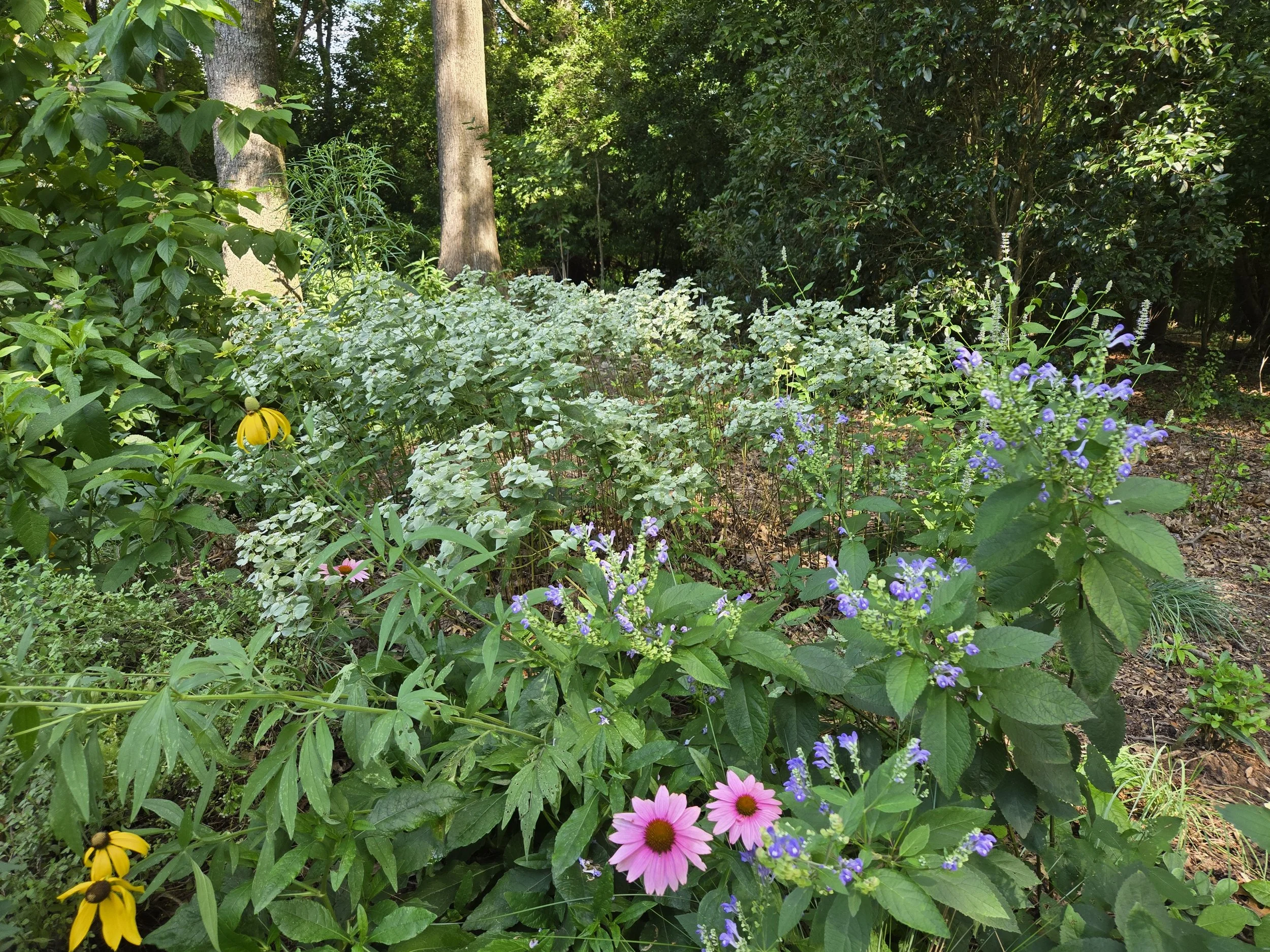 Mountain Mint and Hoary Skullcap are deer resistant, beautiful and increase Coneflower deer resistance