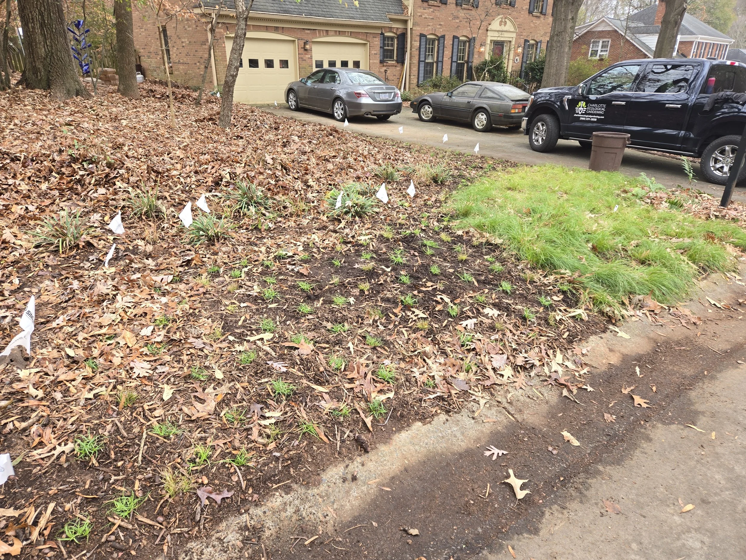 Dec 2025: New section of Leavenworth's sedge/Texas sedge mix added to left of front driveway with 1 year old filled in section by mailbox
