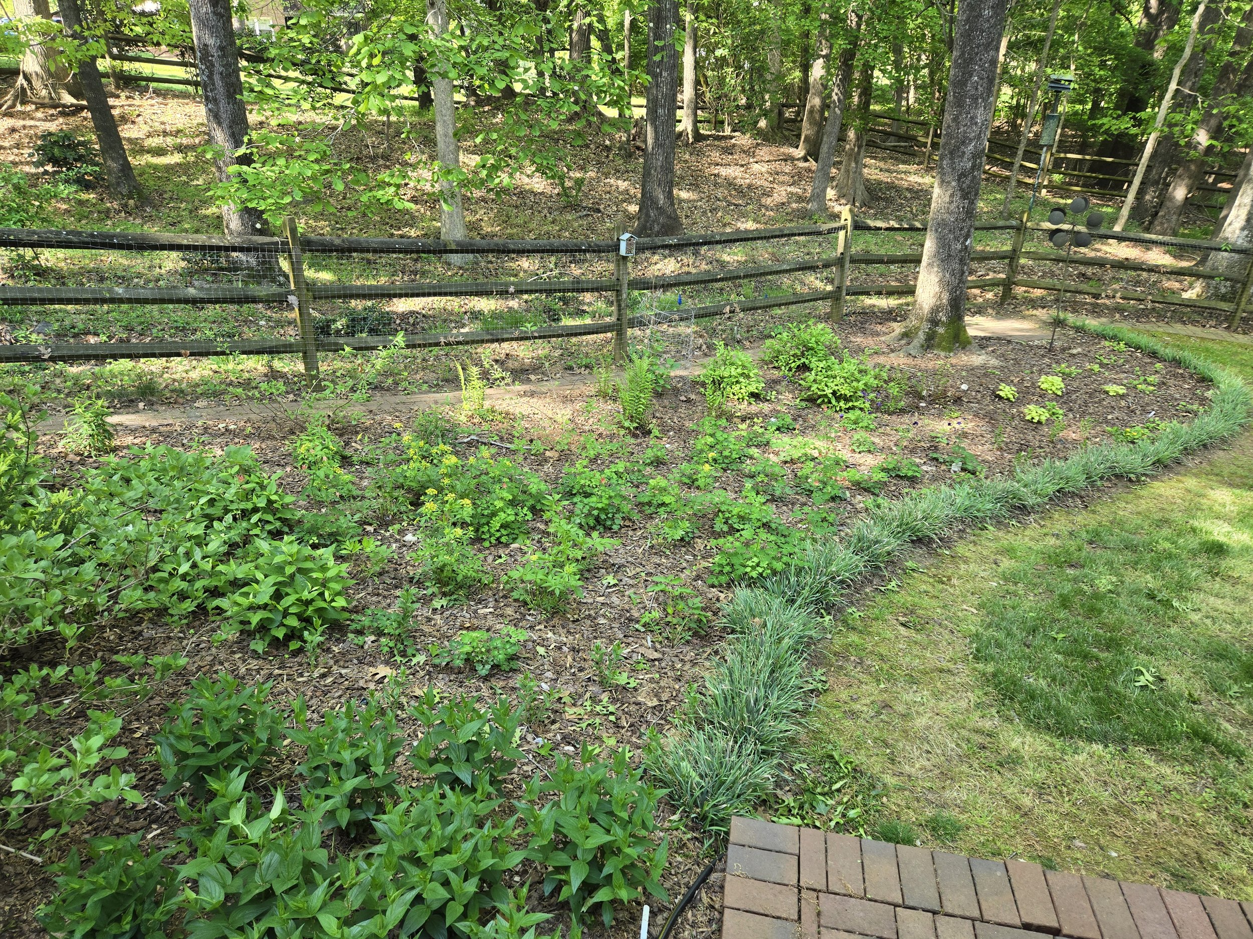 April 2025: 1 year after installation. Golden Alexander, Eastern and European Columbine, Green and Gold all in Bloom