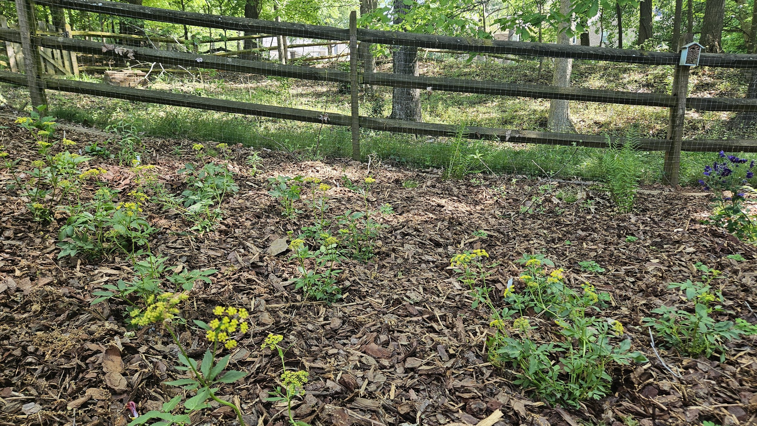 After - Golden Alexander, Southern Shield Fern
& American Beauty Berry