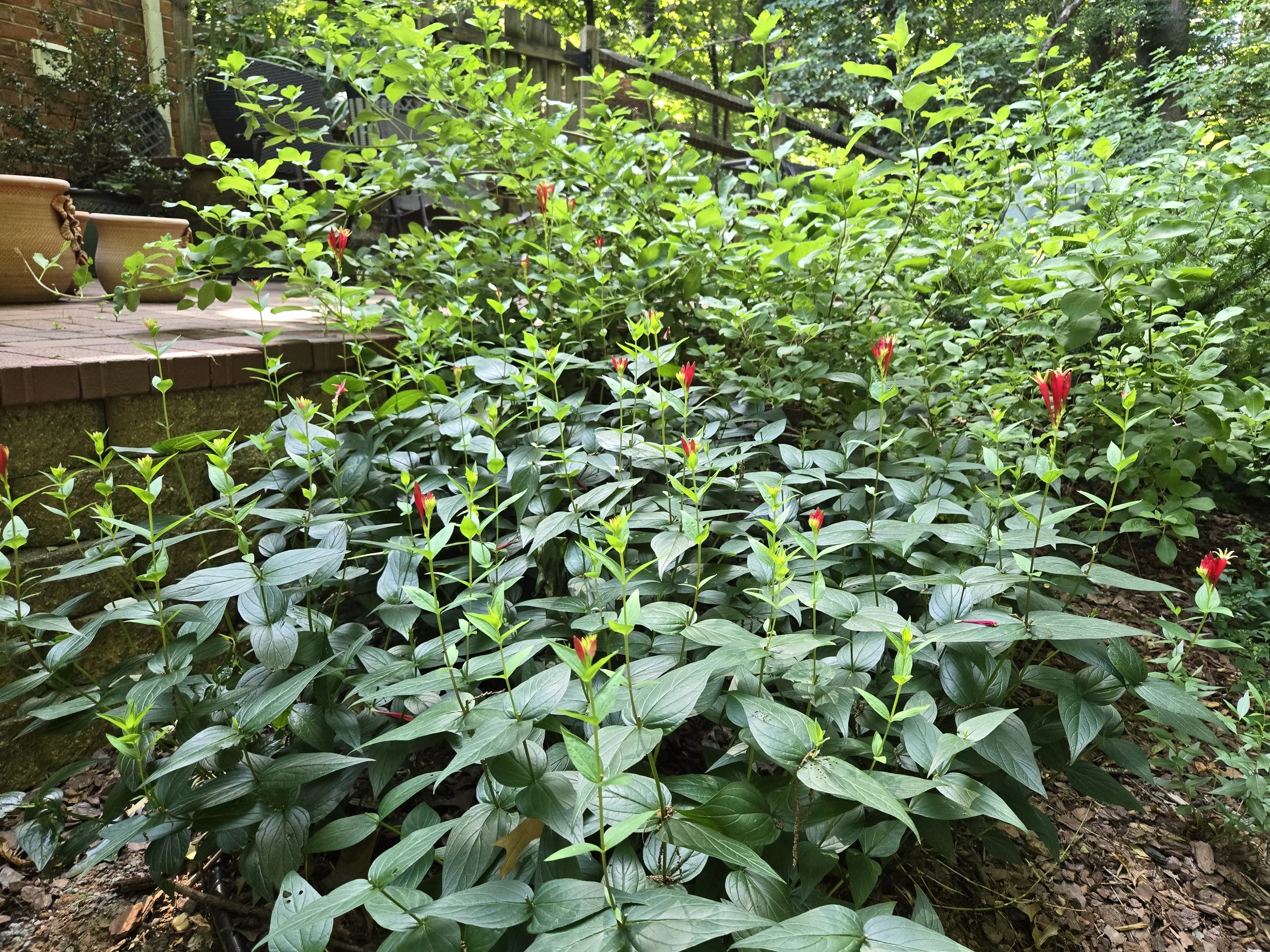 June 2025 / 15 Months Post Installation: 2nd Flush of Indian Pink