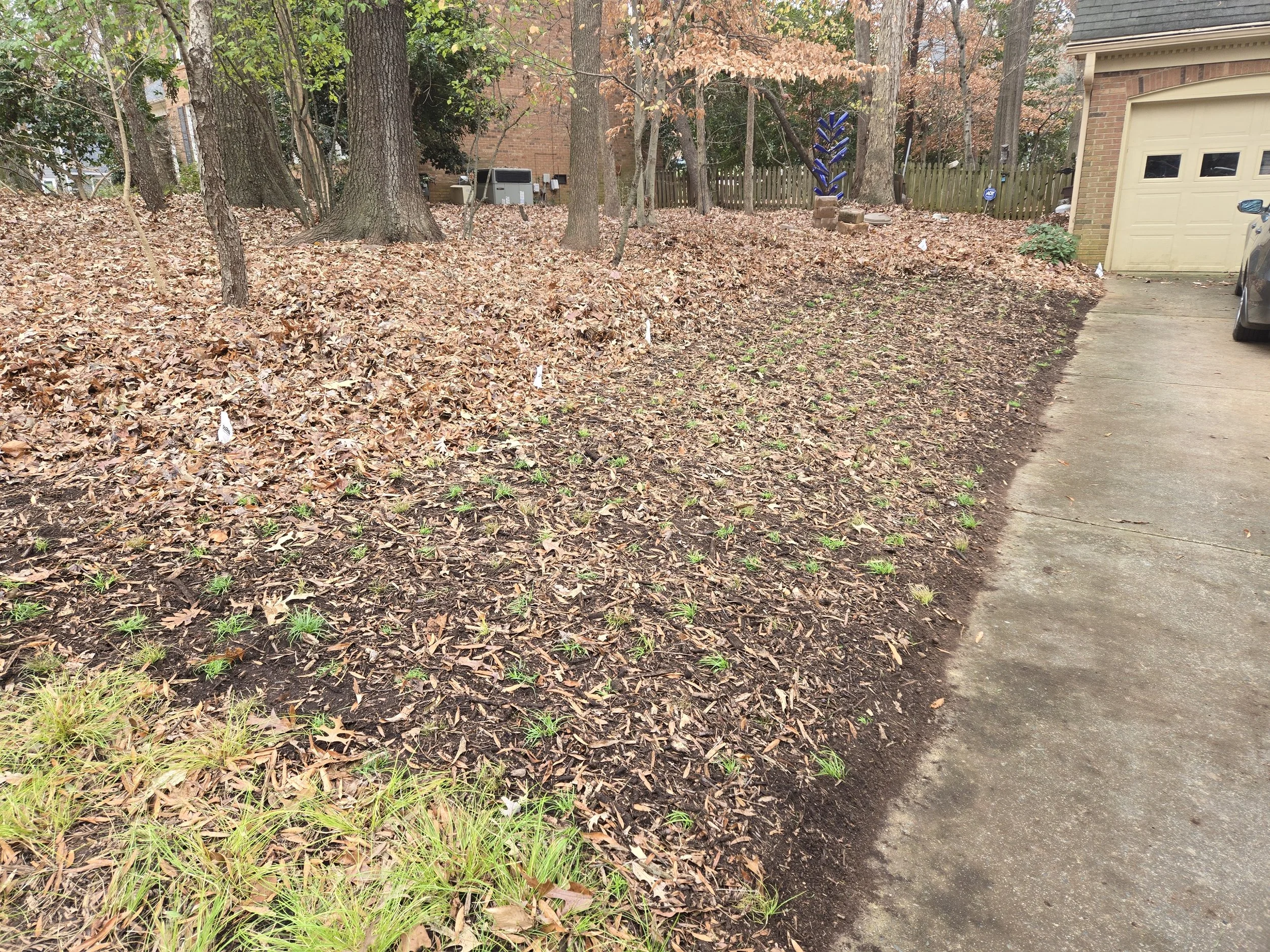 December 2025: New section of Leavenworth's sedge/Texas sedge mix added to left of driveway