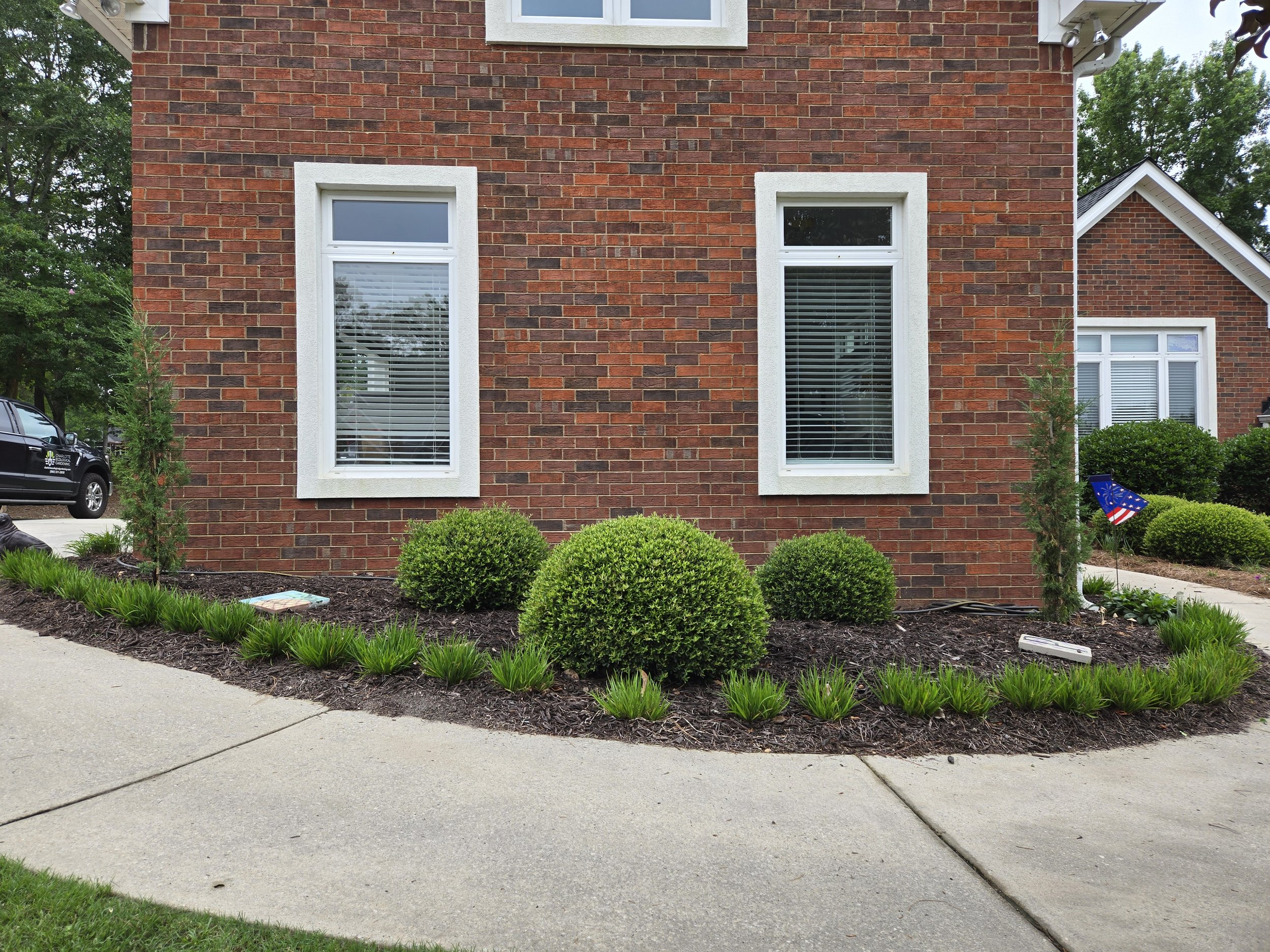 3 Months After (Front - Garage): Taylor Junipers with Blue Eyed Grass Border