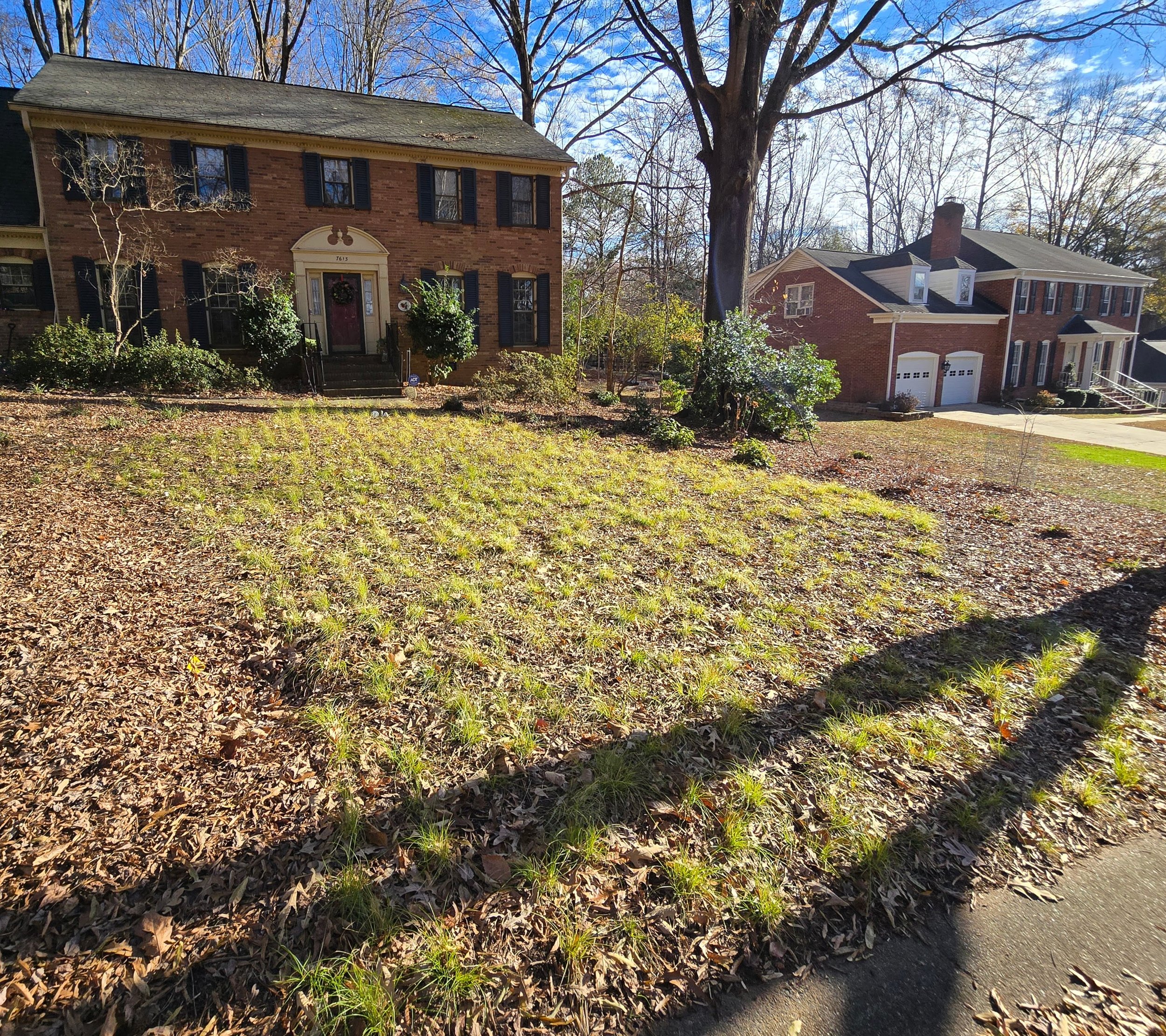 December 2025: main section leavenworth's sedge / poverty oatgrass lawn alternative after 1 year