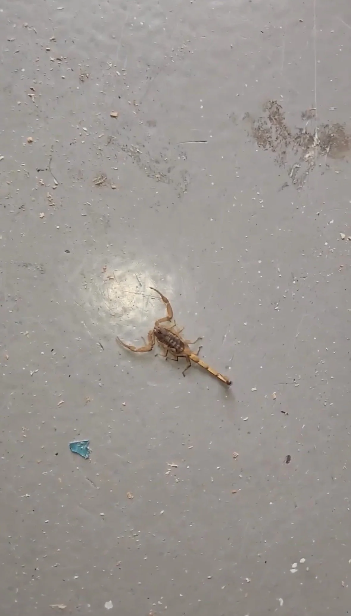 Scorpion control