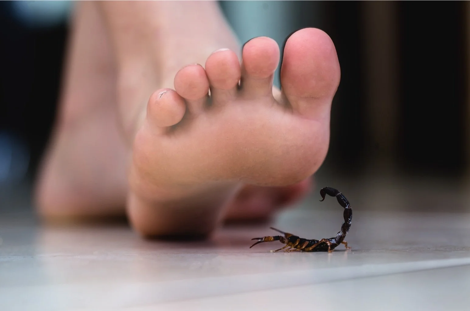 Person about to step on a scorpion on an Arizona floor