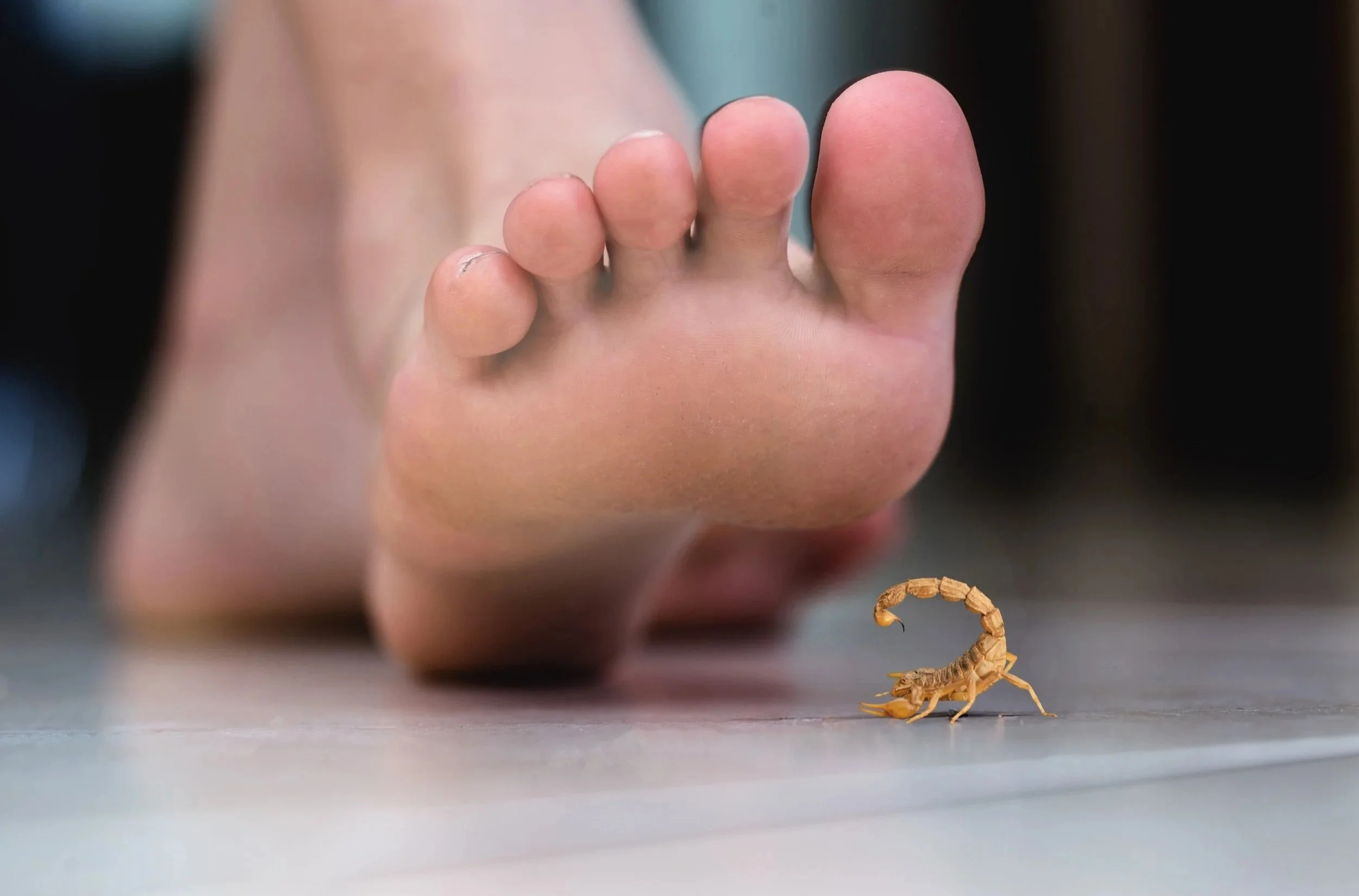 Arizona bark scorpion about to sting foot