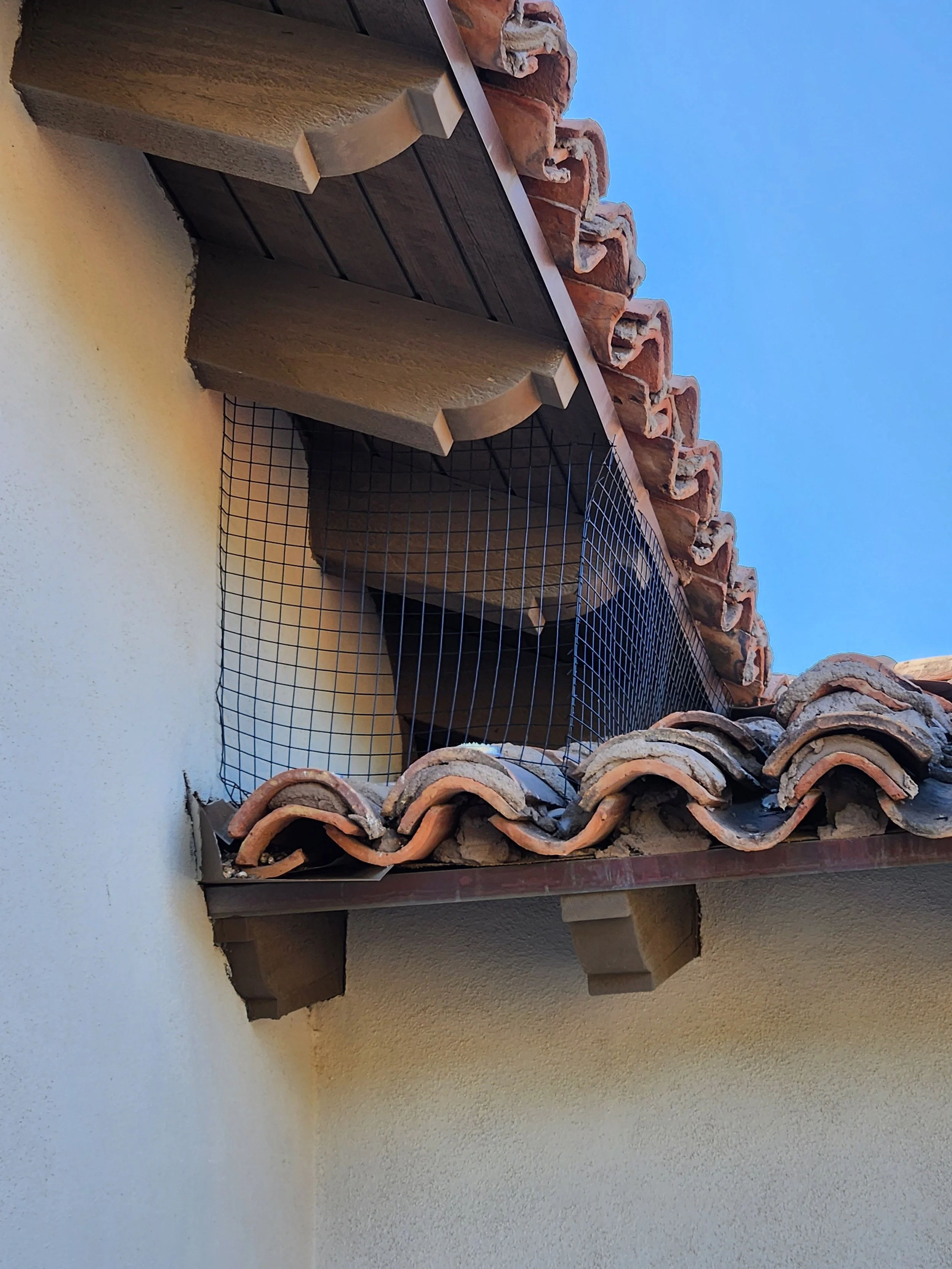 Bird & pigeon control