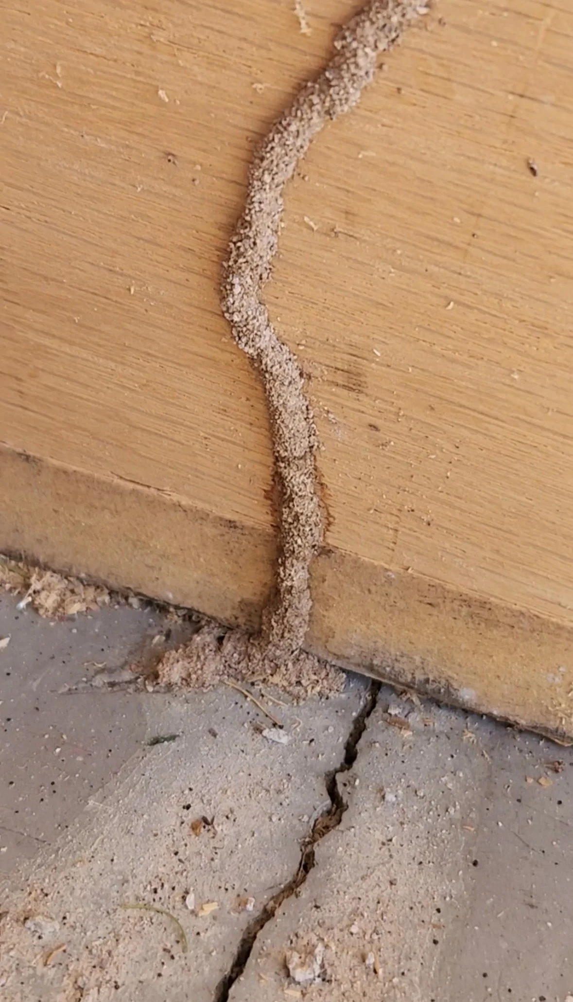 Termite treatment
