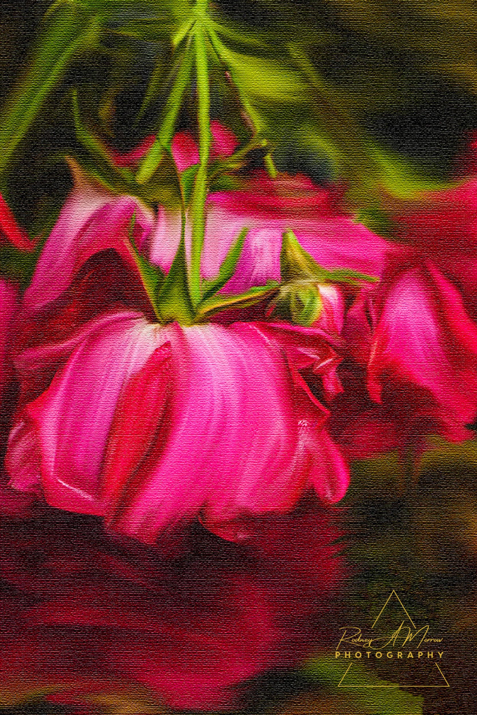 Backyard Roses.jpg