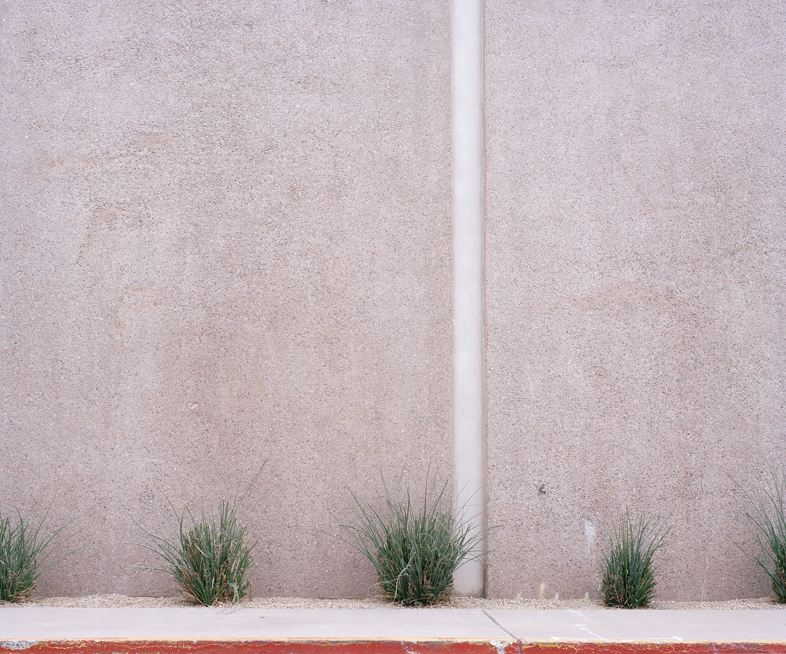 grasses.jpg
