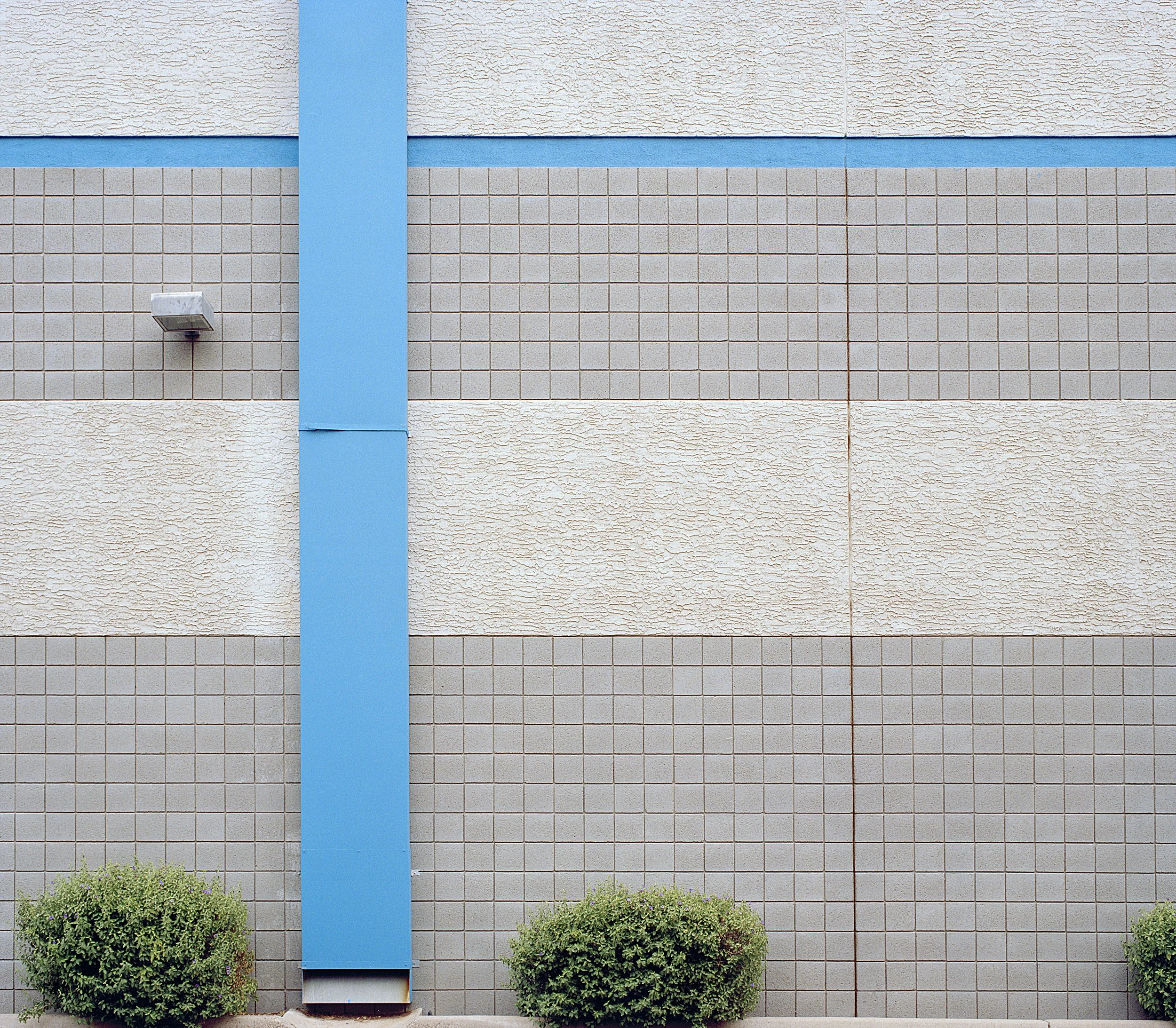 blue cross bush.jpg