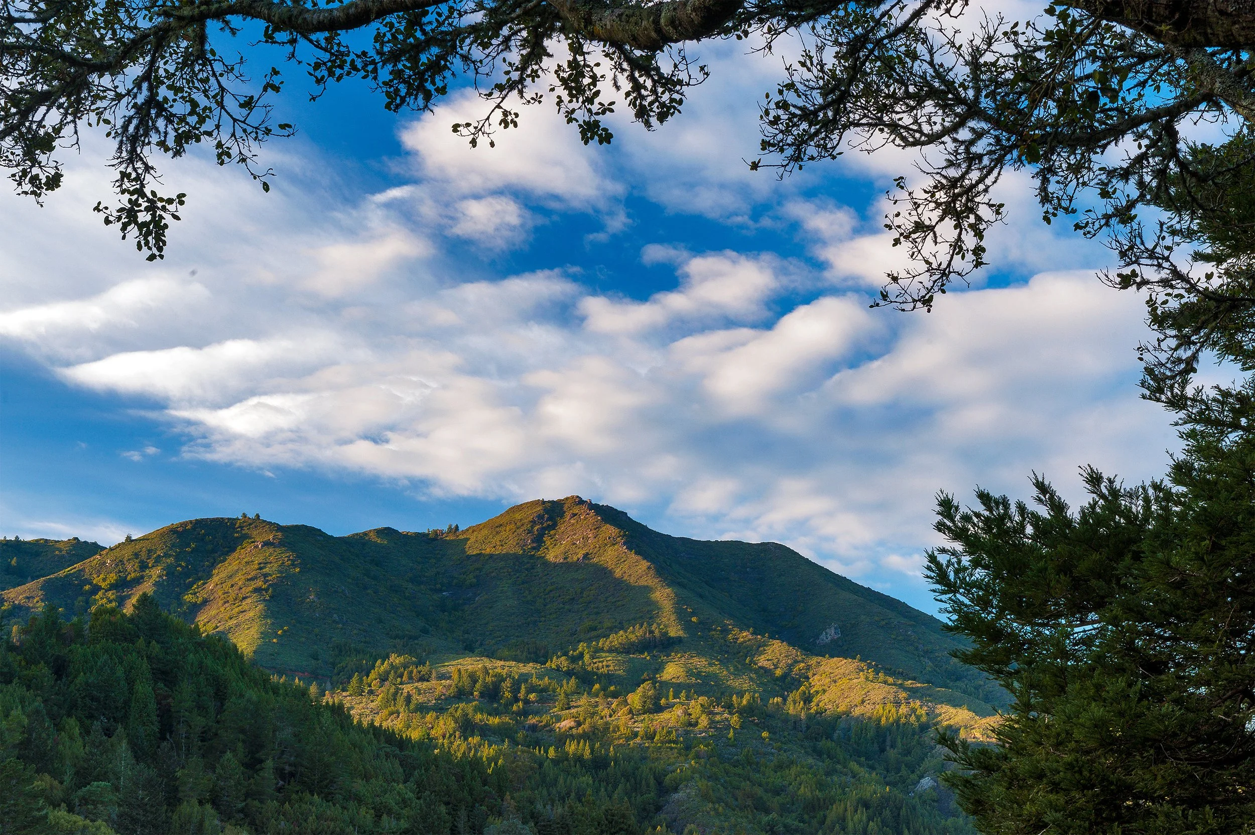 Scenic view of Mount Tamalpais under a partly cloudy sky, framed by tree branches and foliage.