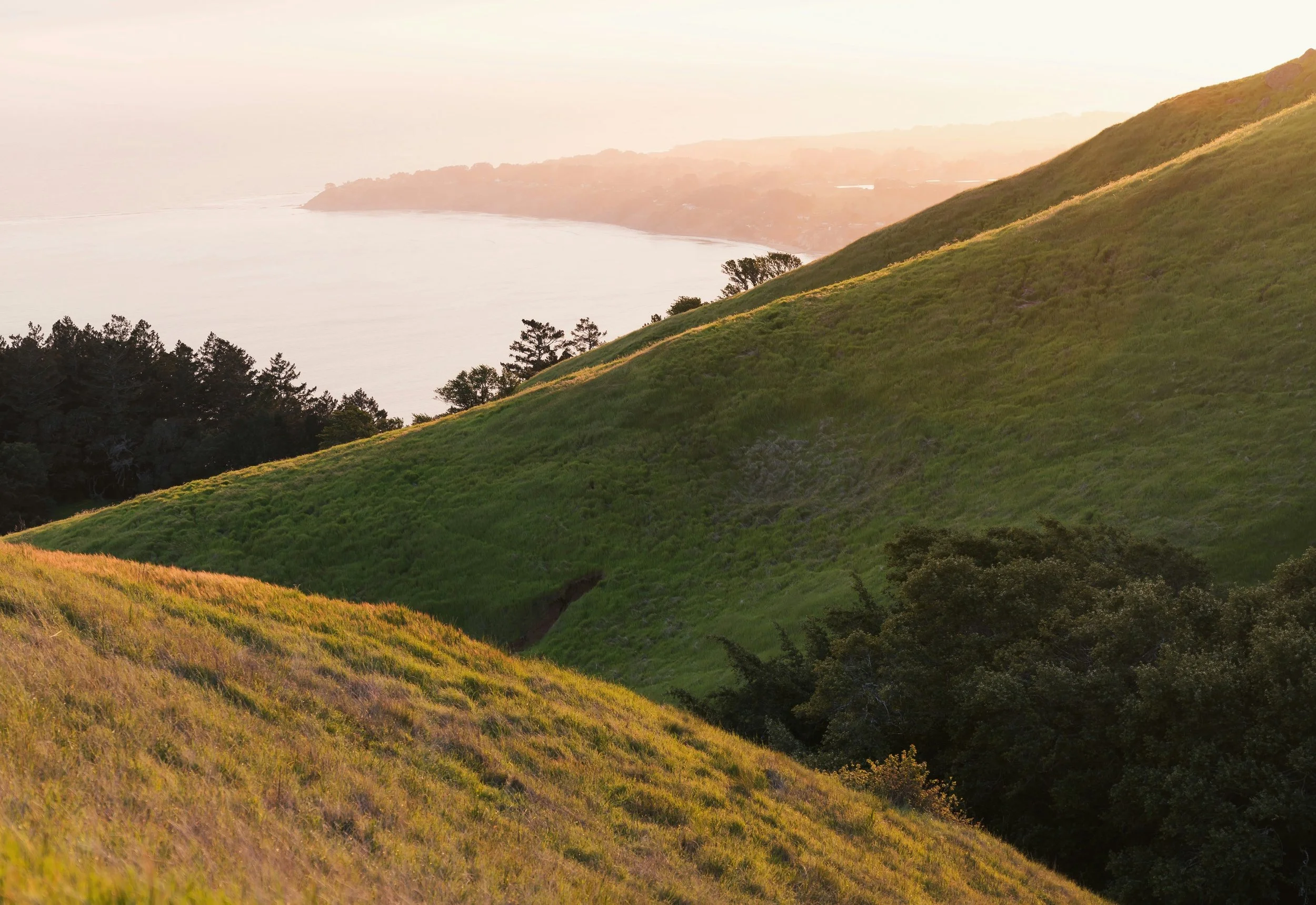 Marin county sunset over rolling green hills near a body of water with trees in the foreground.
