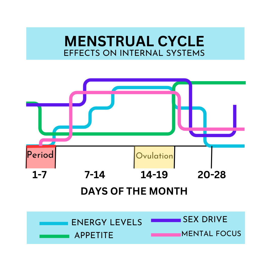 Menstrual Cycle Effects on Internal Systems.png