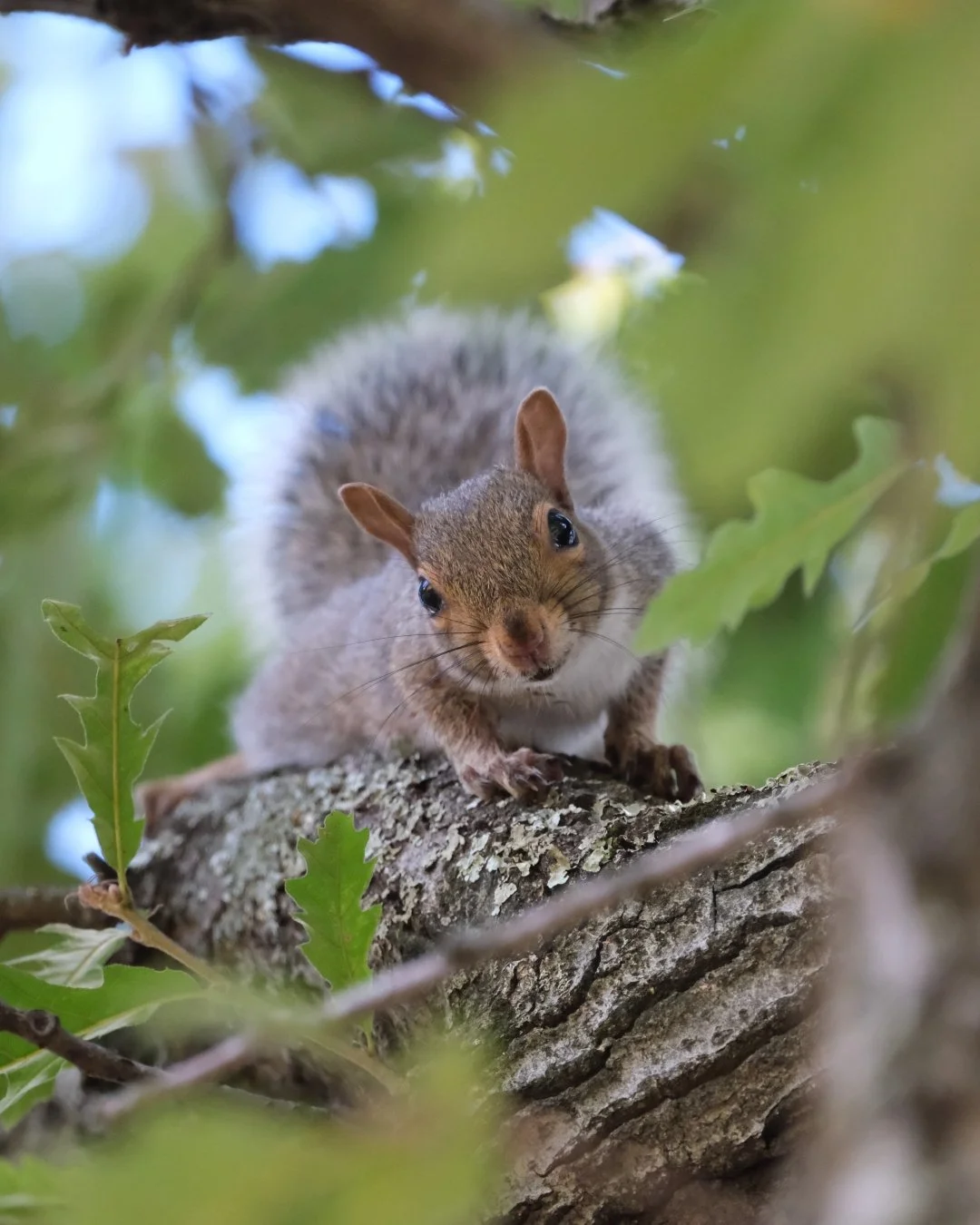 On Robin Hood - a Review