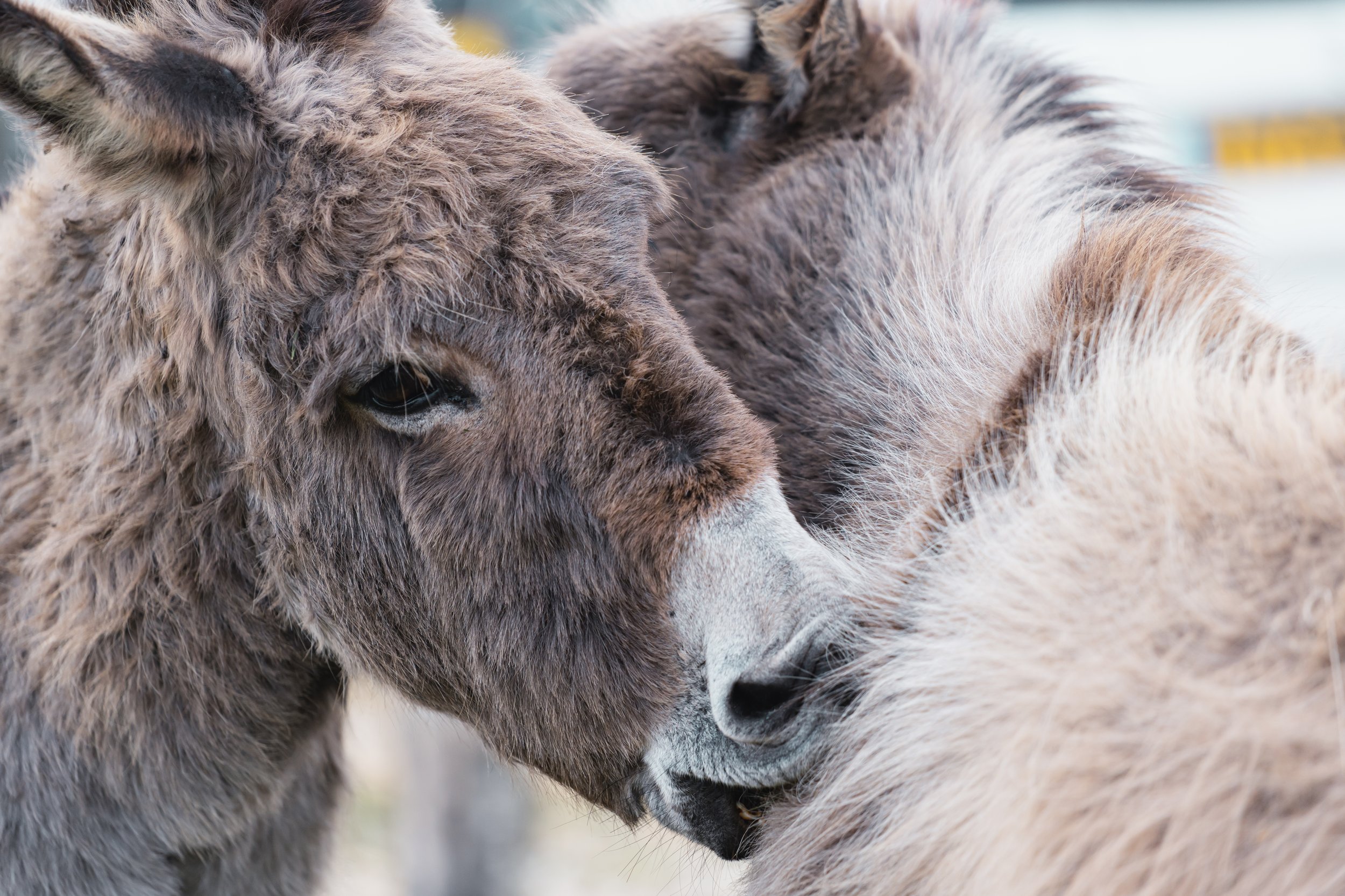 Close-up of two donkeys nuzzling each other.