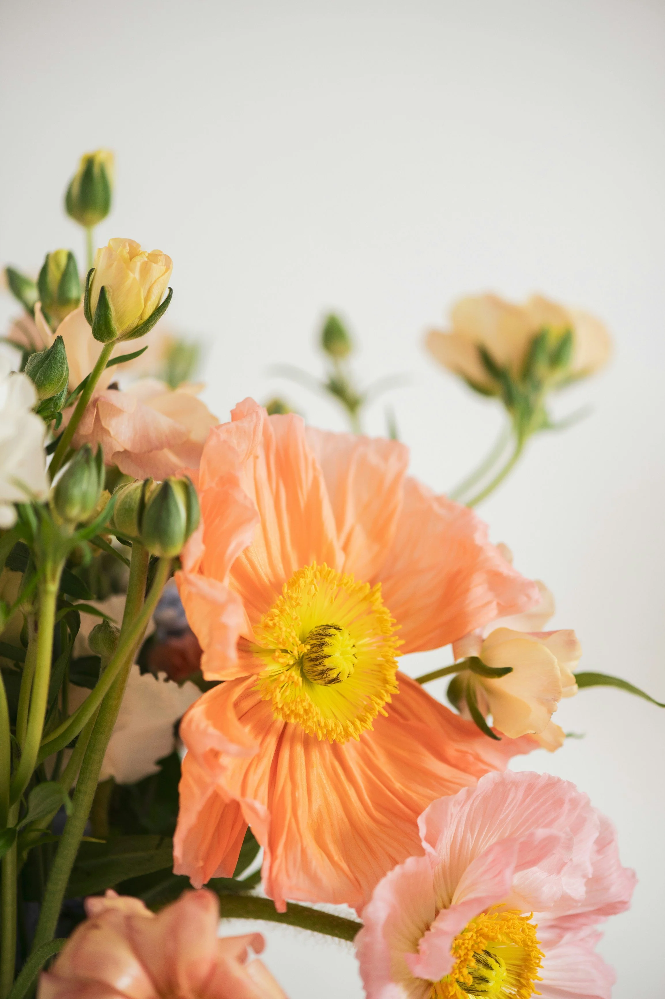 Close-up of various colorful flowers, including peach and yellow poppies, with a plain white background.