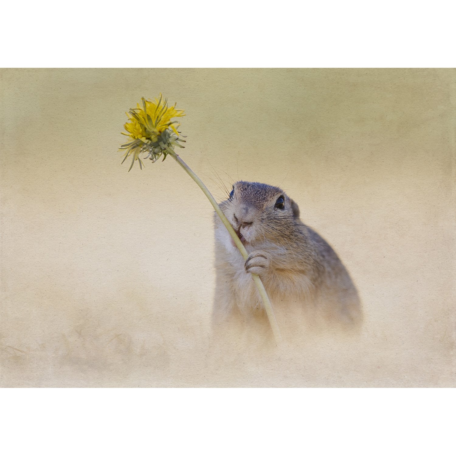 2 Ground Squirrel with Dandelion.jpg
