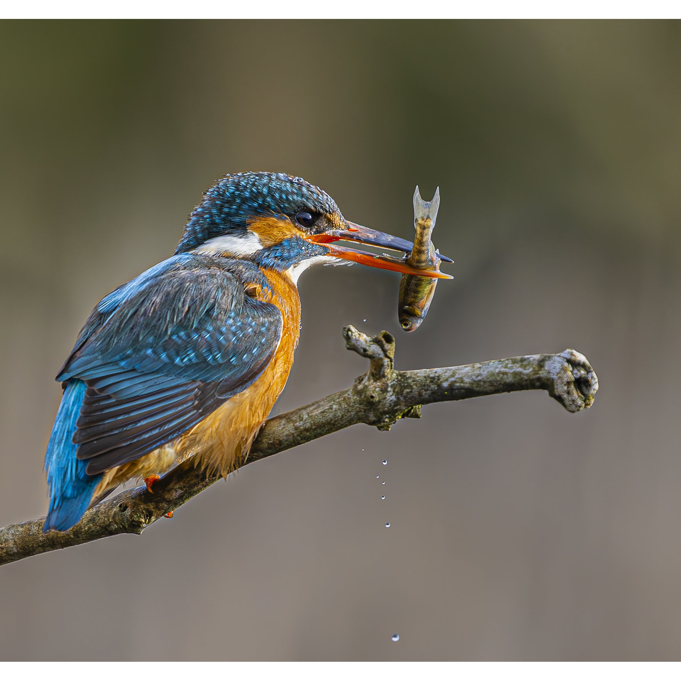 Kingfisher with catch_square.jpg