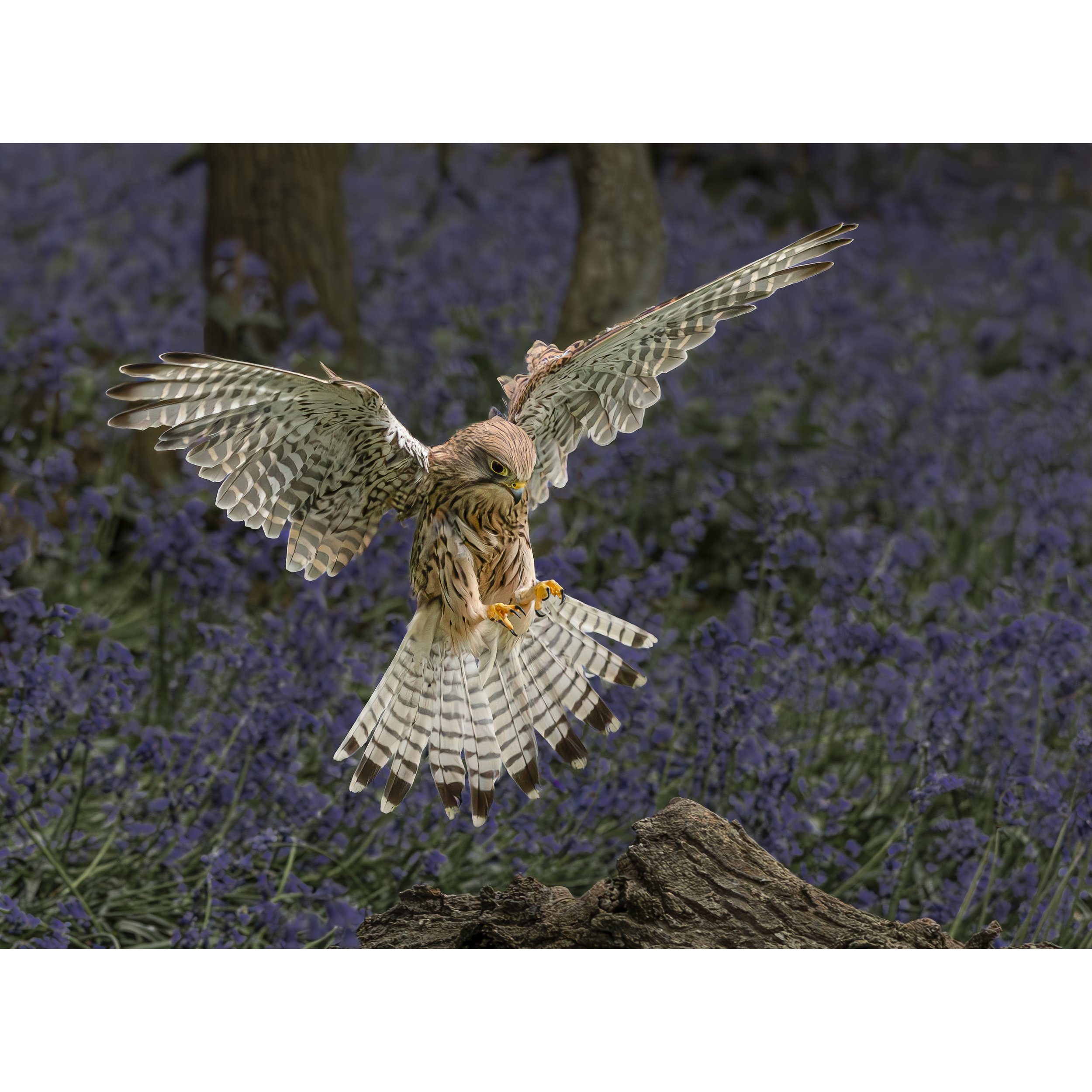 Kestrel Landing_square.jpg