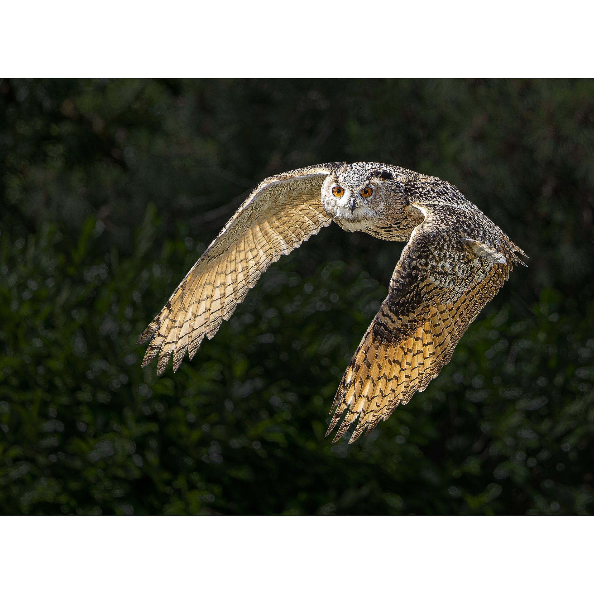 Eagle Owl in flight_square.jpg