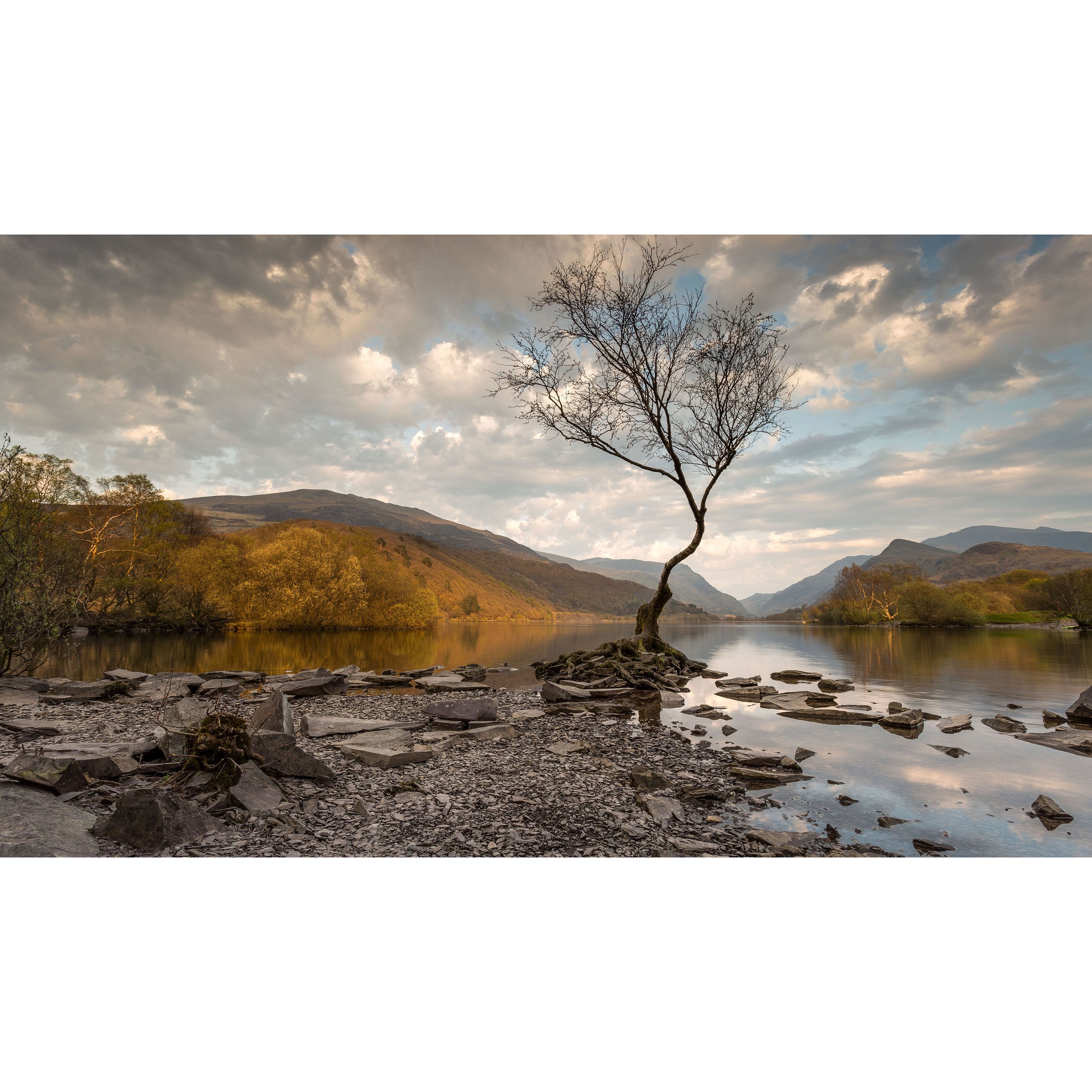 lonely-tree-llanberis squar.jpg