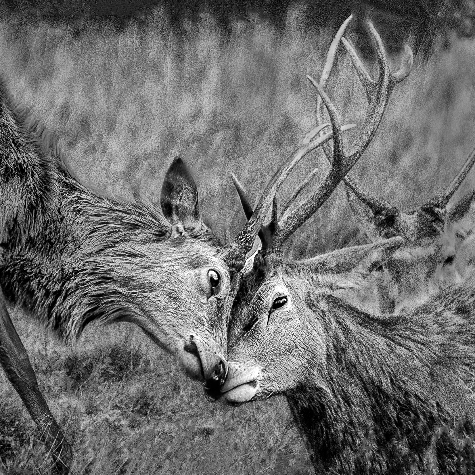 Red deer at play.jpg