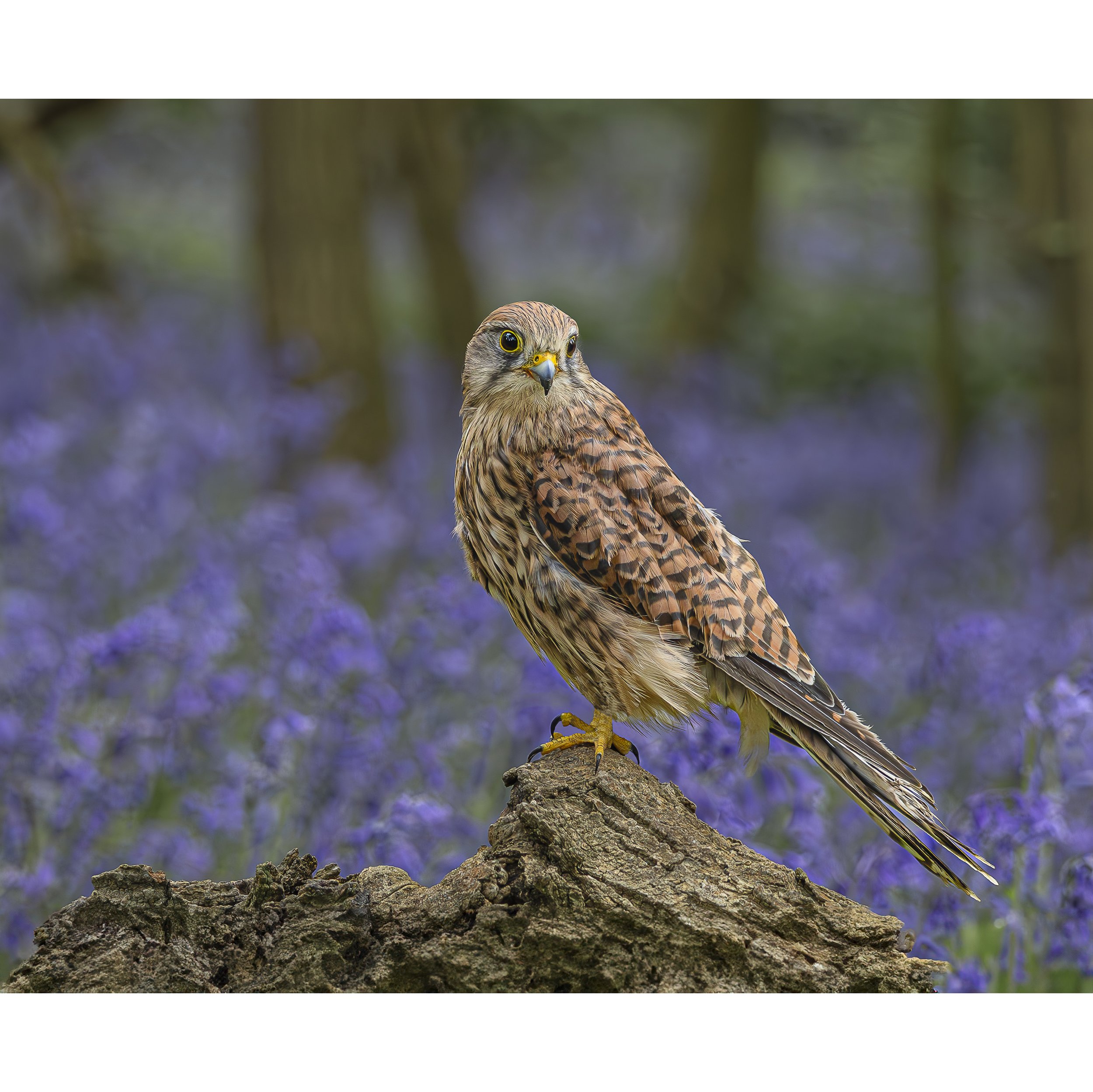 Kestrel in Bluebell Wood_square.jpg