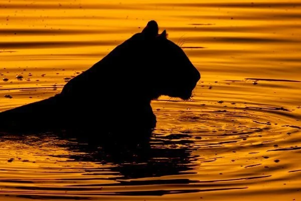 A silhouette of a lion swimming in water at sunset with a golden sky.