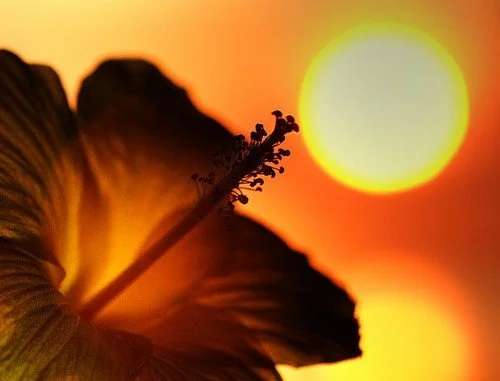 Close-up of a hibiscus flower with the sun setting in the background.