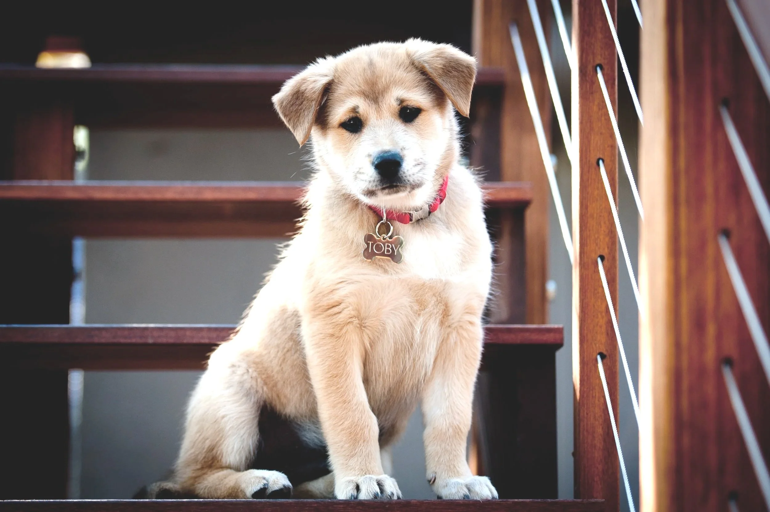 Toby.puppy.2014-5.jpg