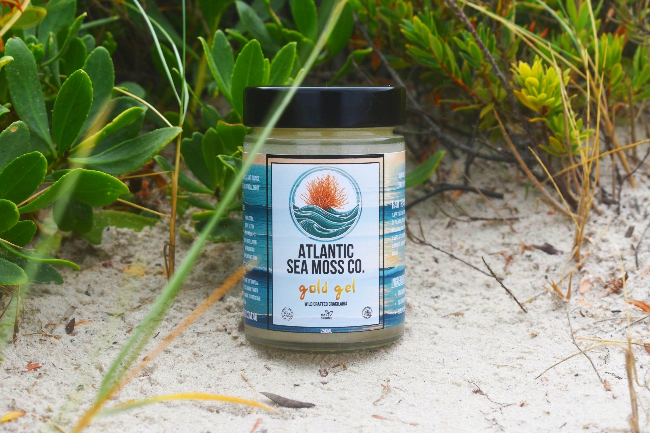 A jar of Atlantic Sea Moss Company Gold Gel placed on sandy ground among green bushes and plants.
