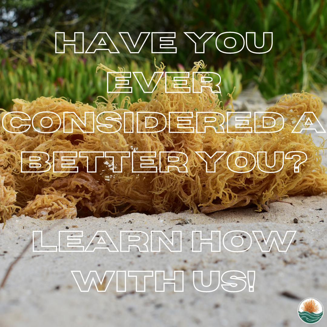 Close-up of a yellow sea sponge resting on sand near green plants, with overlay text asking if you've considered a better way to learn with us.