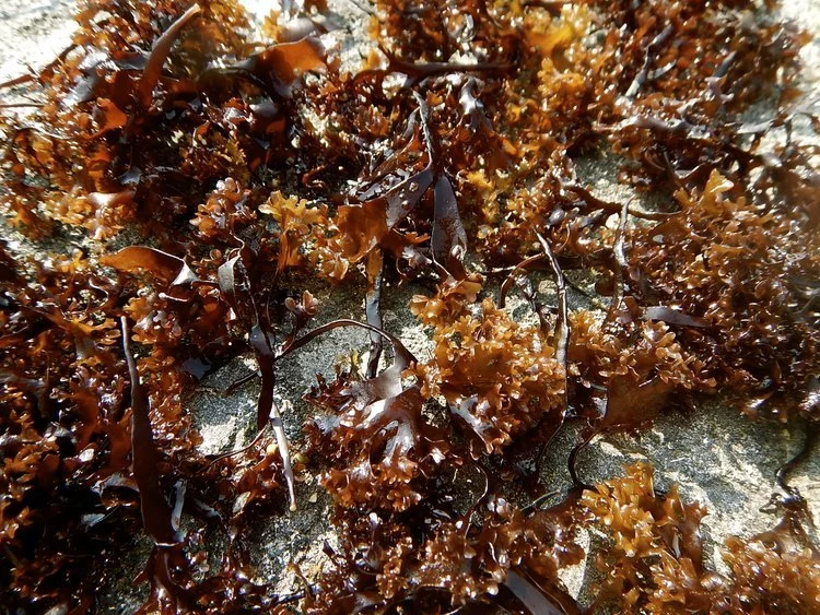 Brown and dark red seaweed scattered on a rocky surface