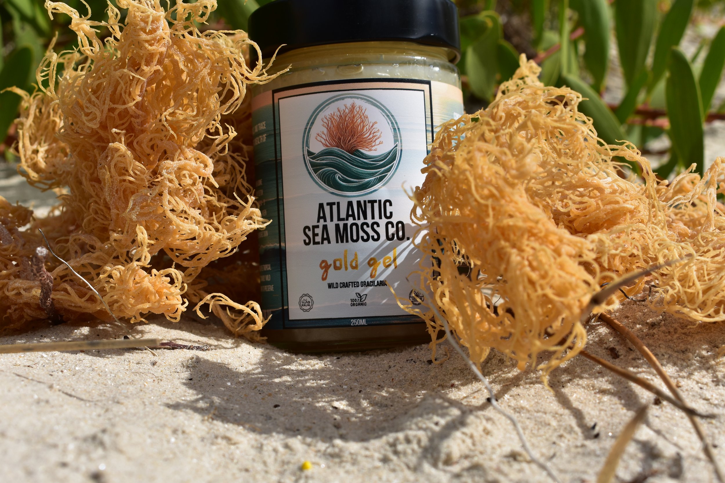 A jar of Atlantic Sea Moss Co. gold gel among yellow sea moss on sandy ground with green seaweed and plants in the background.