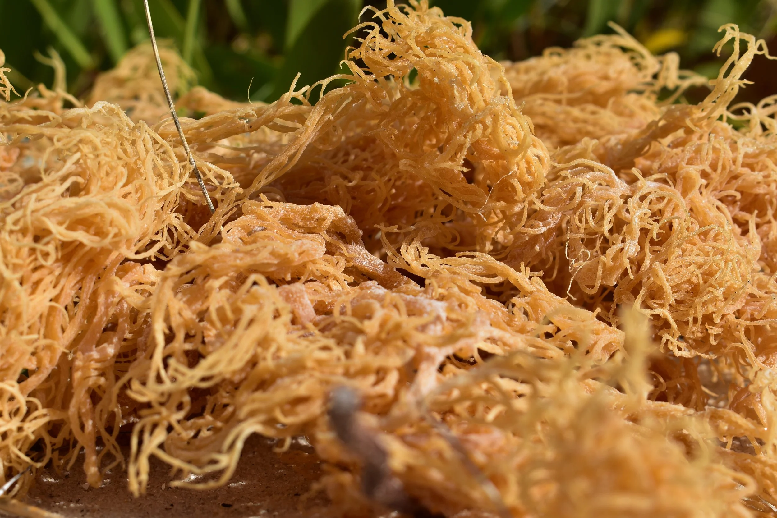 Sea Moss Australia