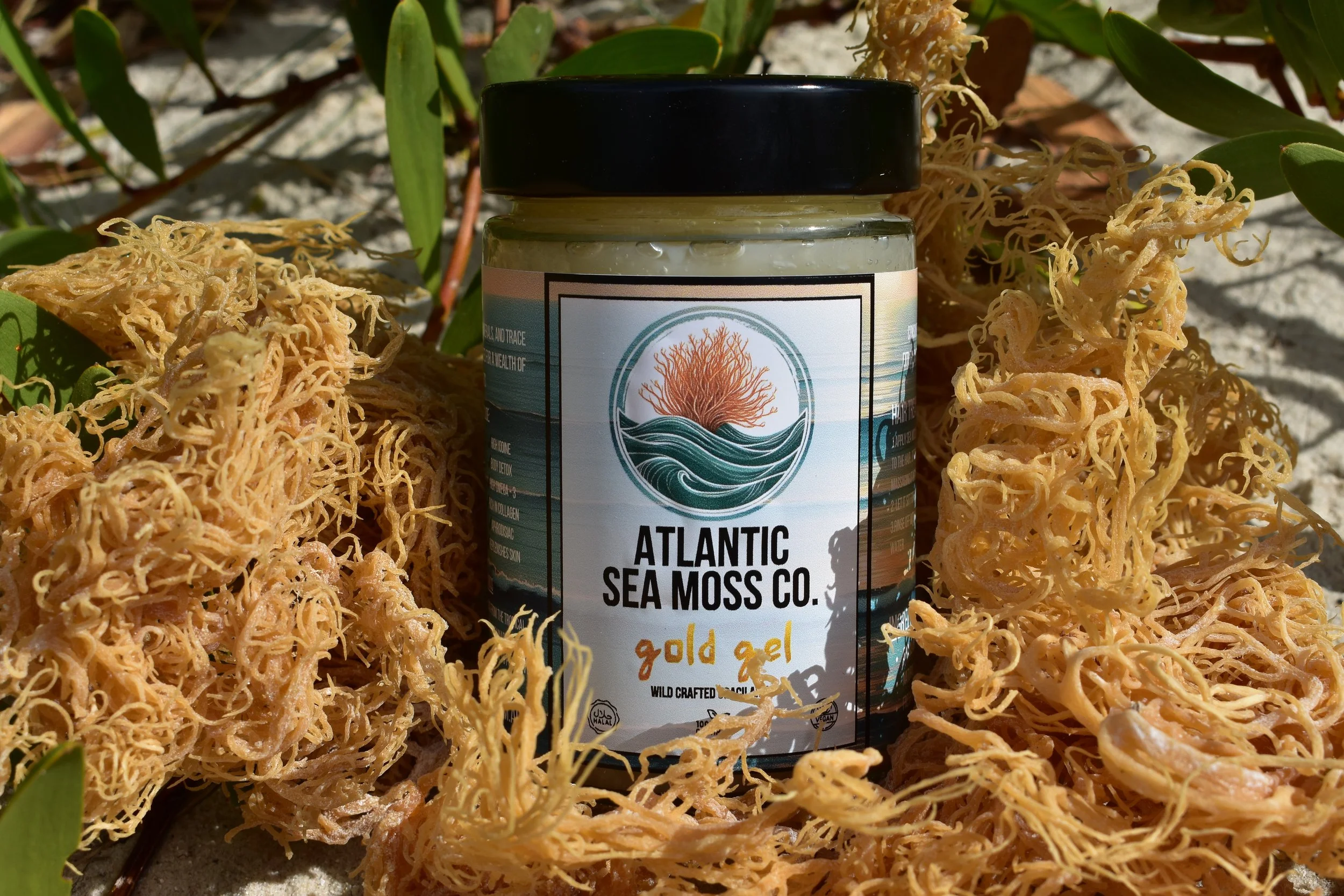 A jar labeled Atlantic Sea Moss Co surrounded by dried sea moss on a sandy surface with some green leaves in the background.