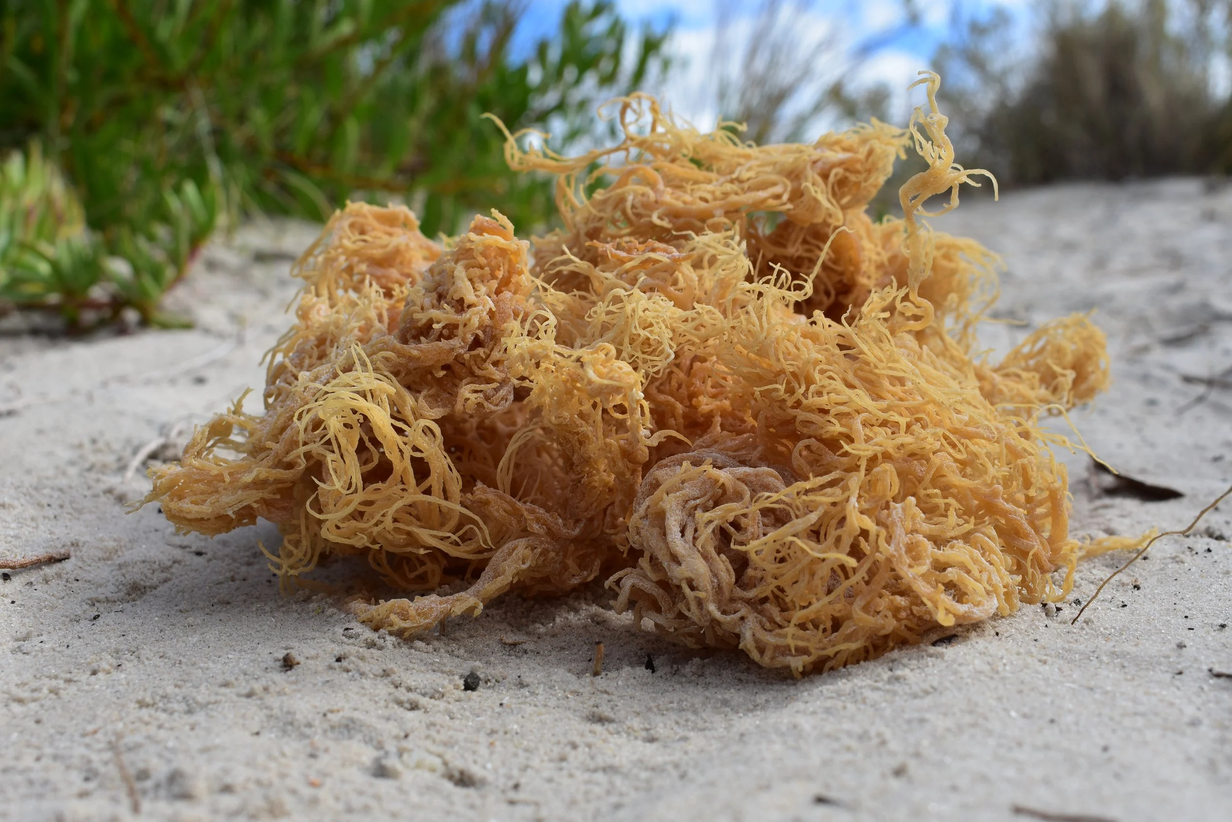 Raw Gold Sea Moss