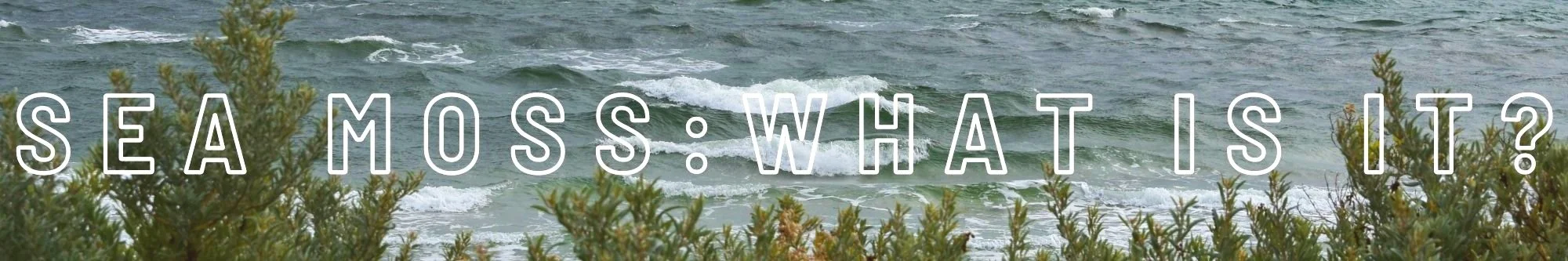 Photo of ocean waves with some greenery in the foreground, overlaid with the text 'Sea Moss: What is it?'