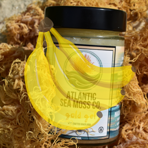 A jar of Atlantic Sea Moss Co. gold gel surrounded by sea moss.