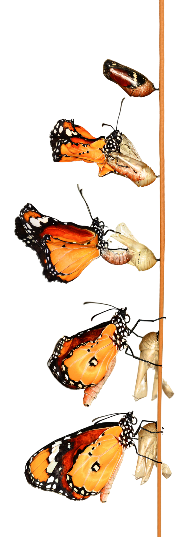 Series of Monarch butterfly pupae in various stages of metamorphosis hanging from a vertical twig.