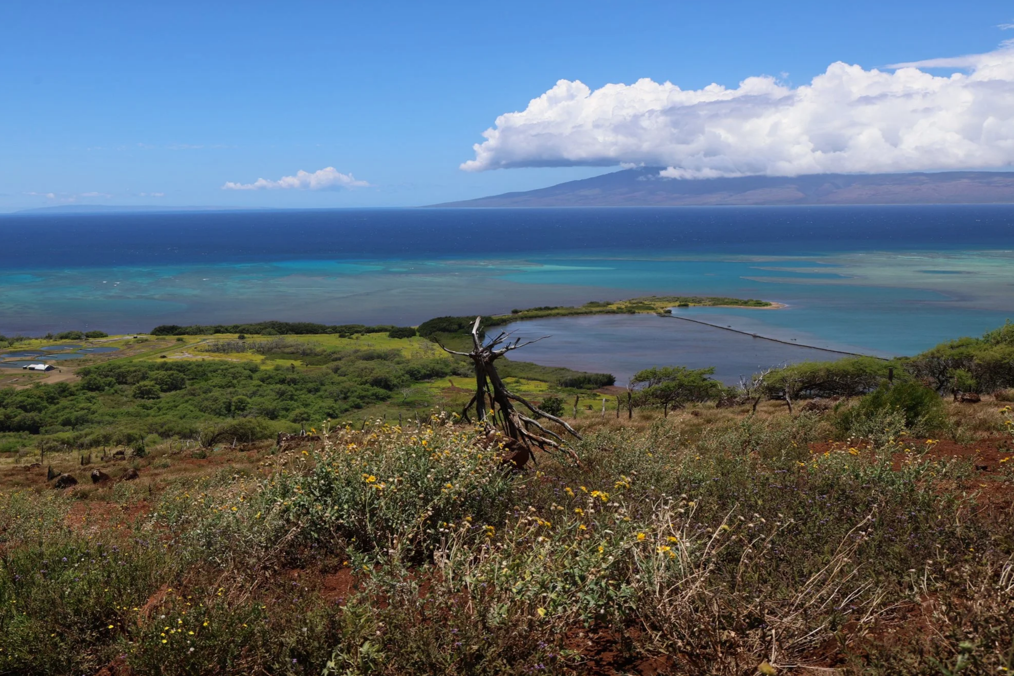 ʻĀina Momona - Molokaʻi