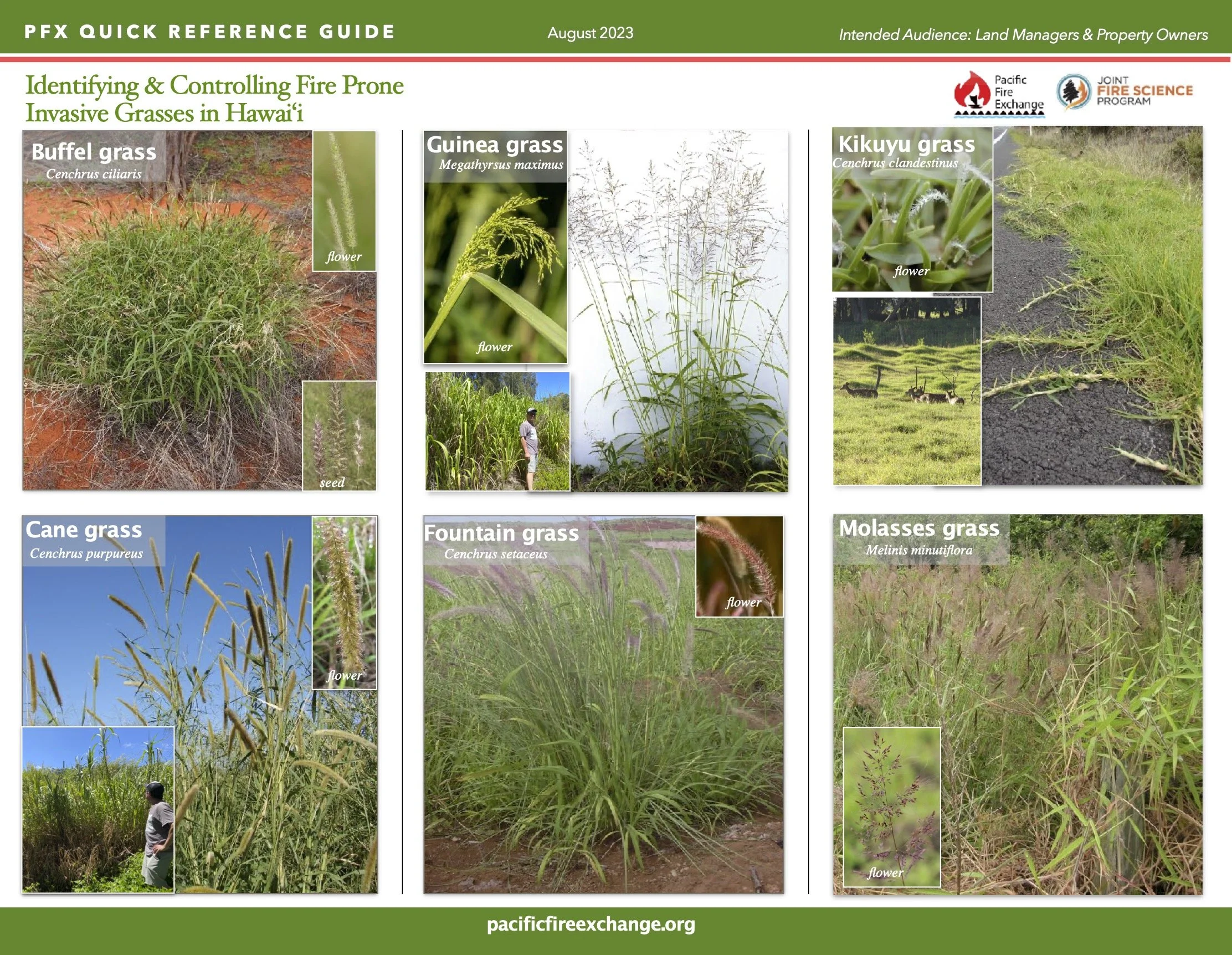 PFX-Quick-Reference-Invasive-Grasses.jpg
