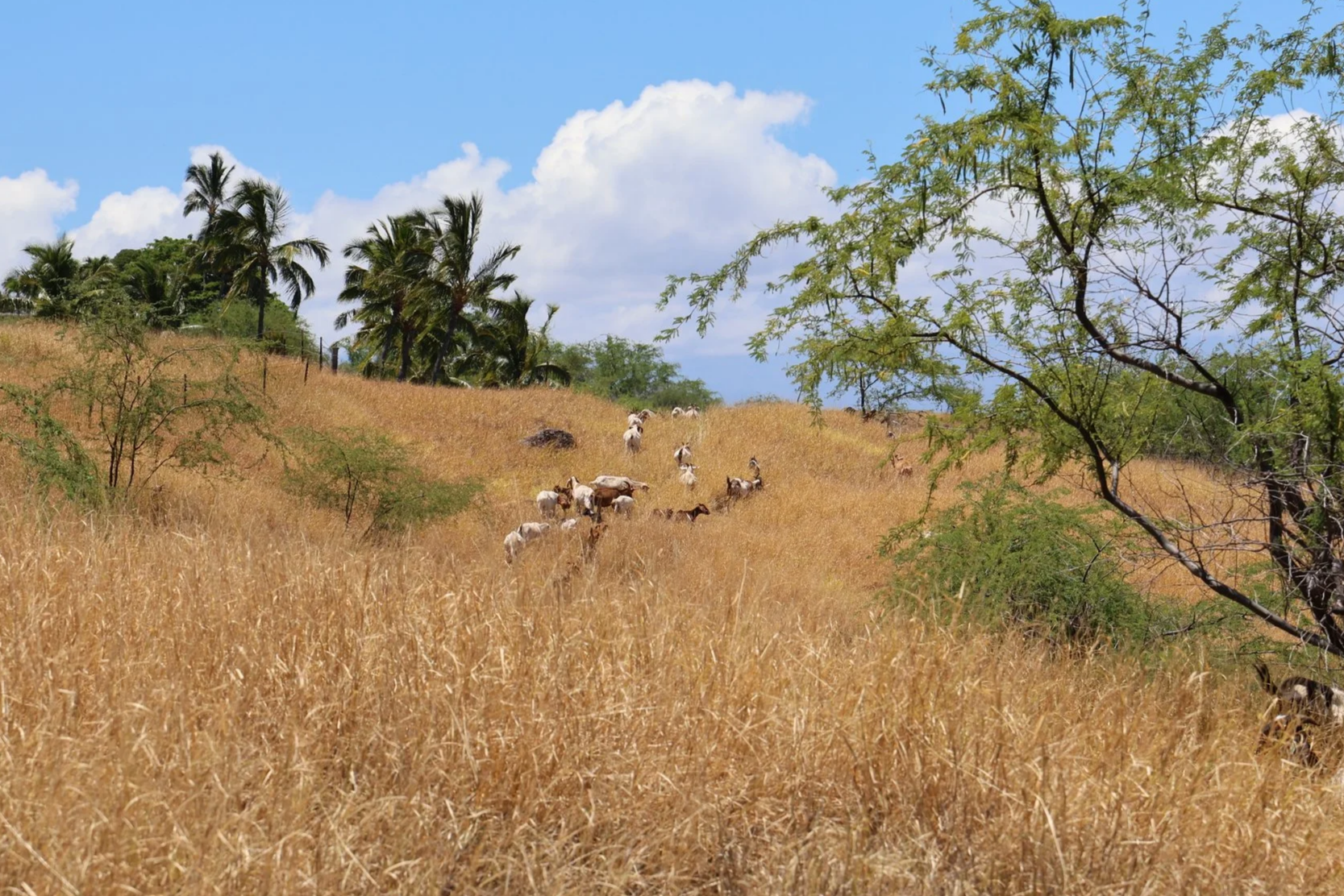 West Kohala Wildfire Alliance- Hawaiʻi Island
