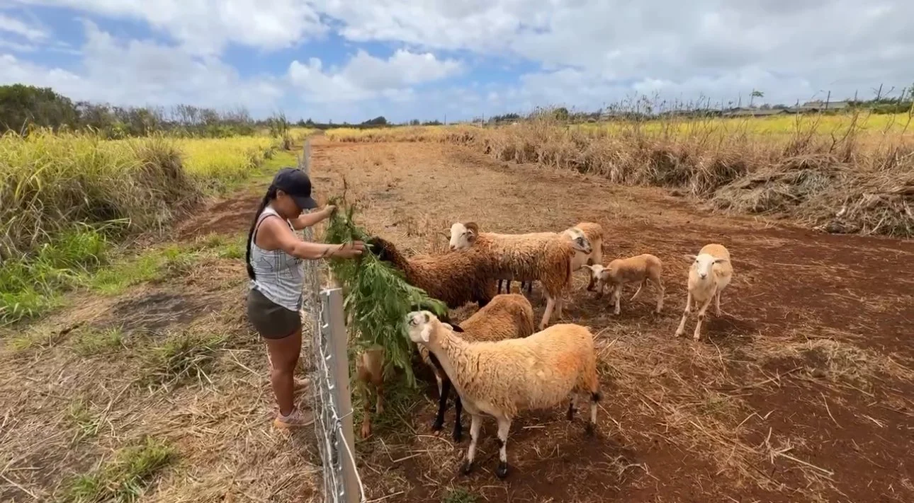AINA HUNGRY-SHEEP - Aina Alliance.PNG
